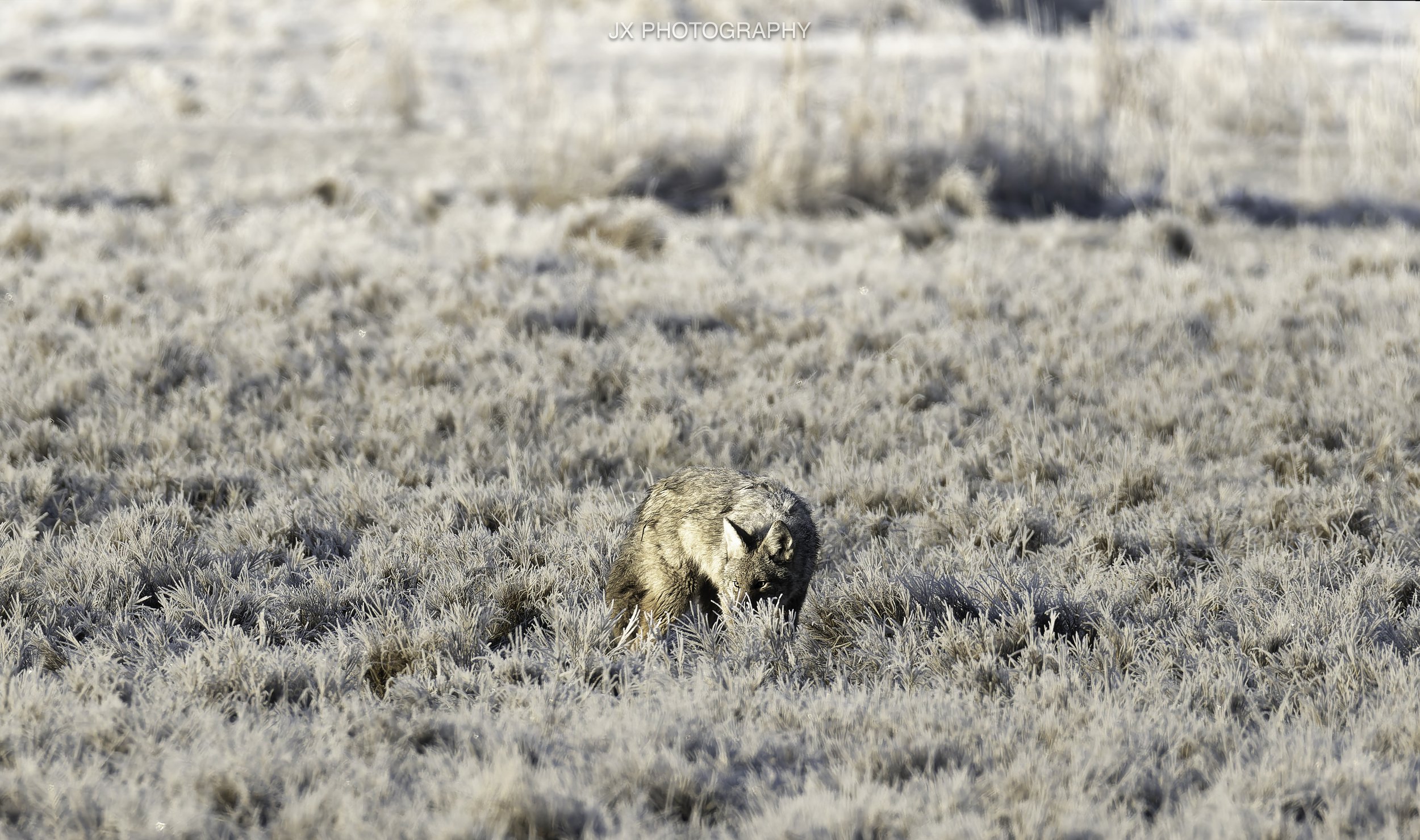 IMG_2476-DxO_DeepPRIME XD2s.jpg