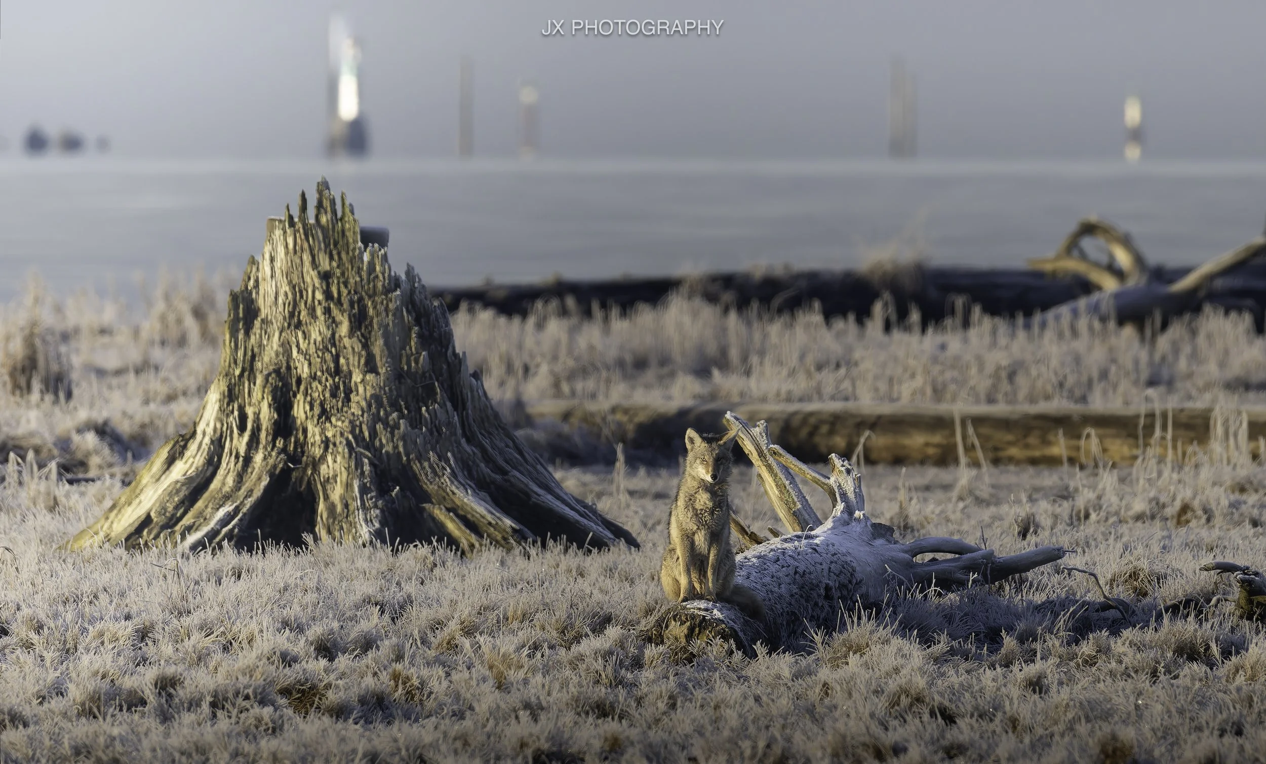 IMG_2471-DxO_DeepPRIME XD2s.jpg