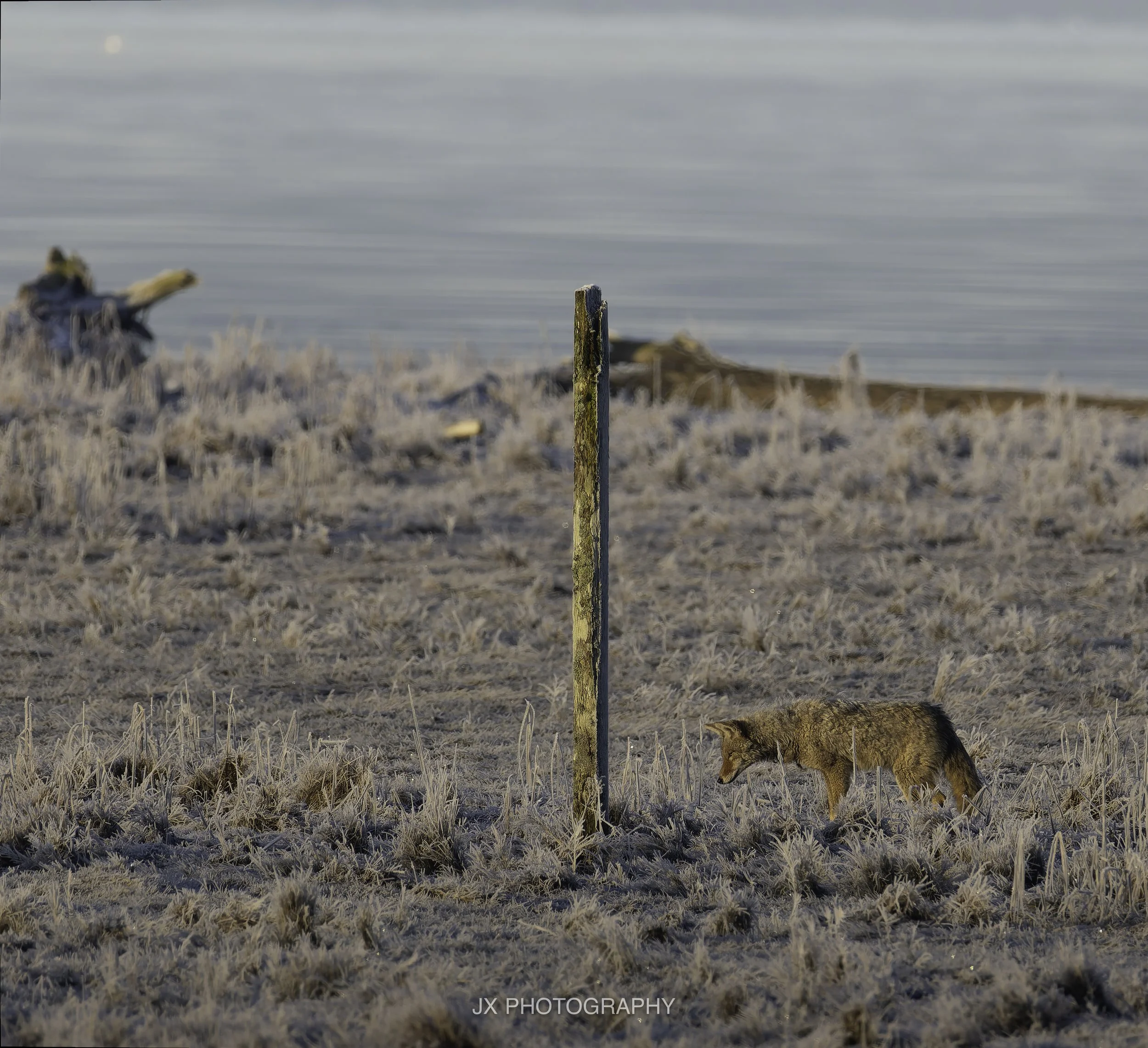 IMG_2356-DxO_DeepPRIME XD2s.jpg