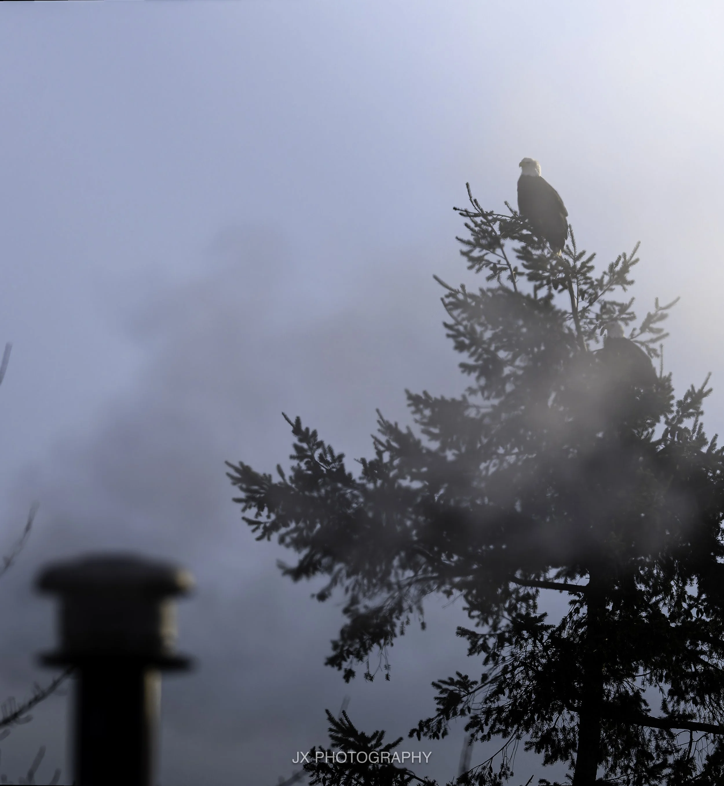 Wildlife photography is the most expensive genre of photography