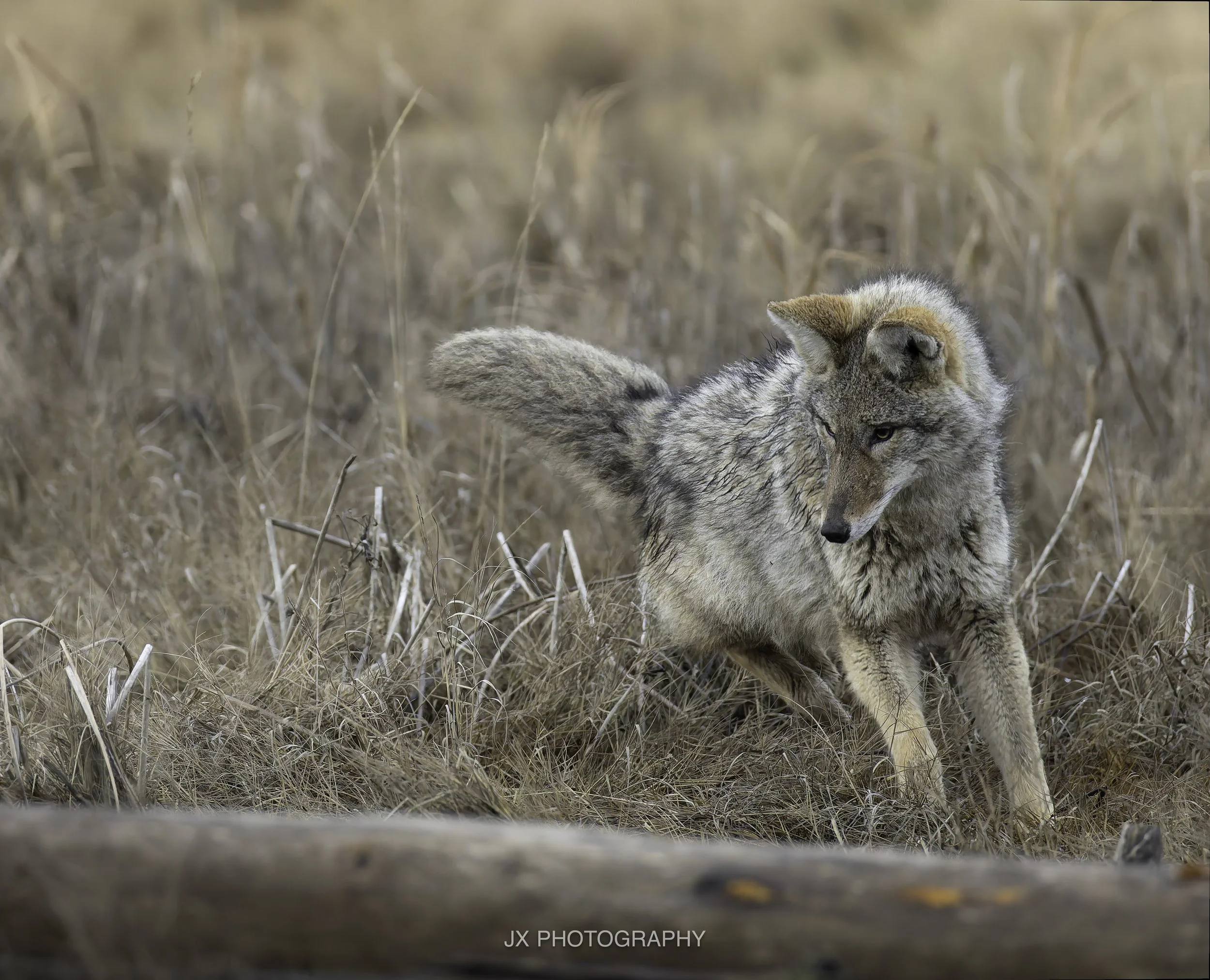 IMG_3340-DxO_DeepPRIME XD2s.jpg