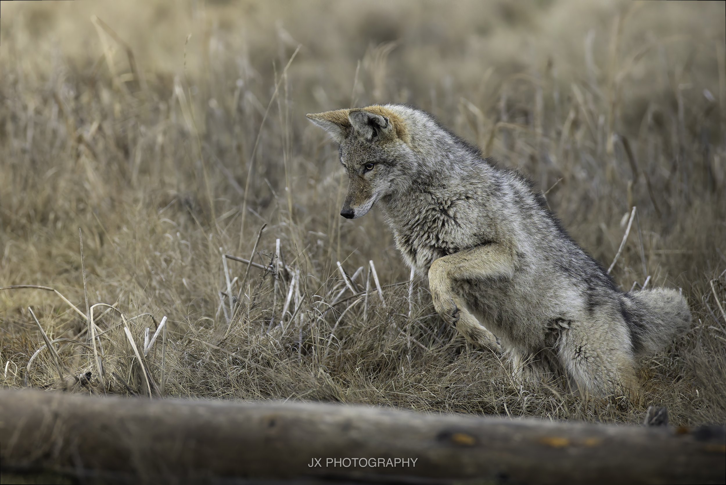 IMG_3344-DxO_DeepPRIME XD2s.jpg