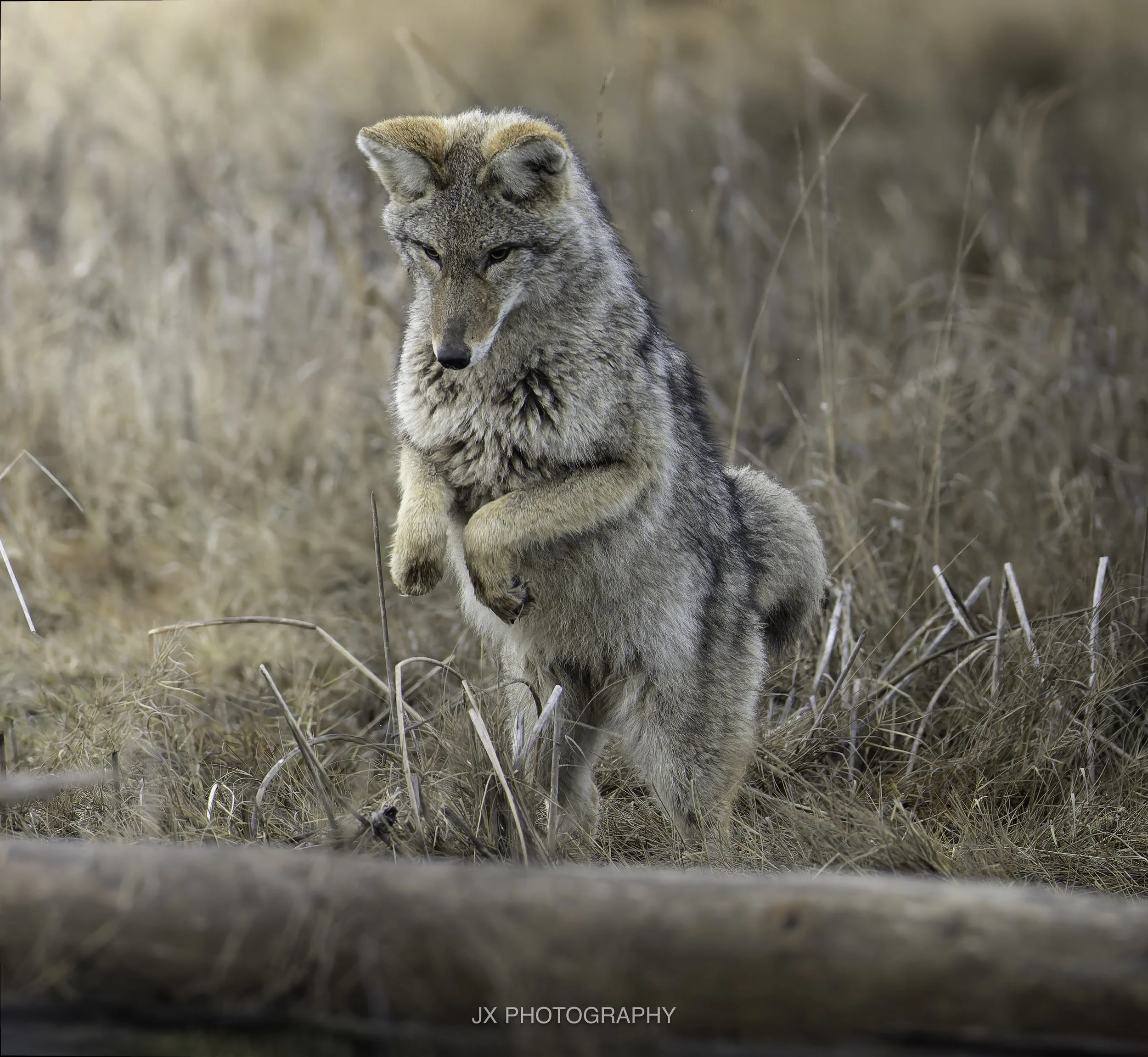 IMG_3347-DxO_DeepPRIME XD2s.jpg