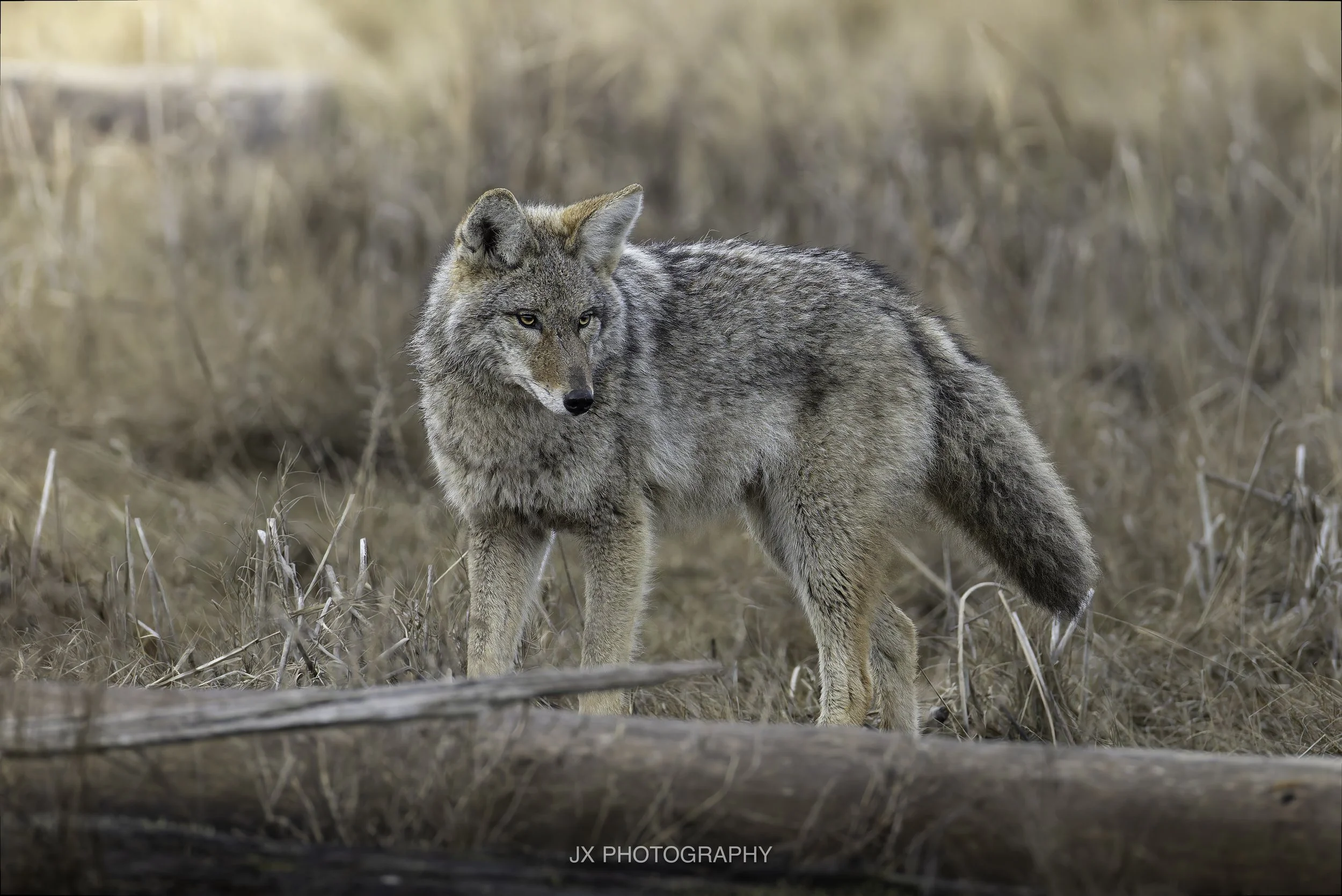 IMG_3372-DxO_DeepPRIME XD2s.jpg