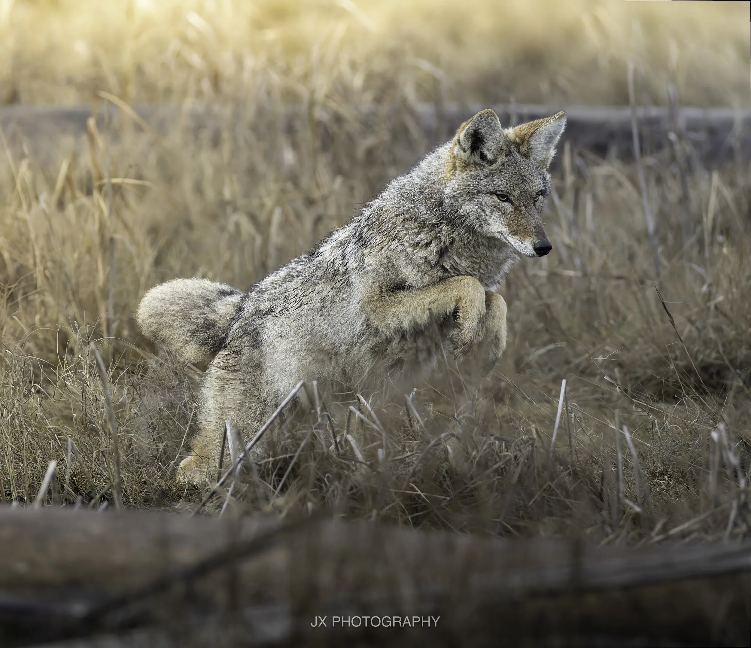 IMG_3332-DxO_DeepPRIME XD2s.jpg