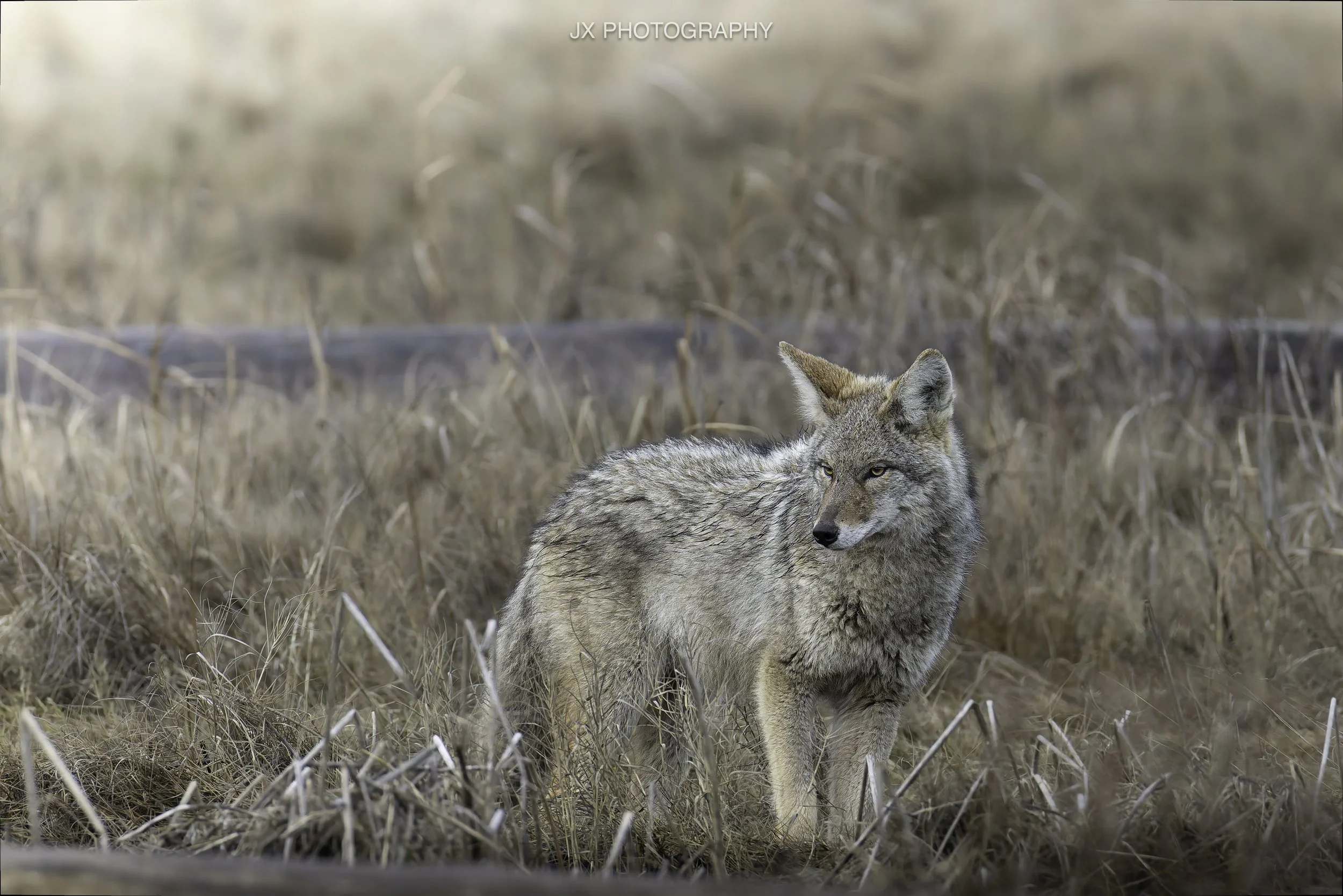 IMG_3310-DxO_DeepPRIME XD2s.jpg