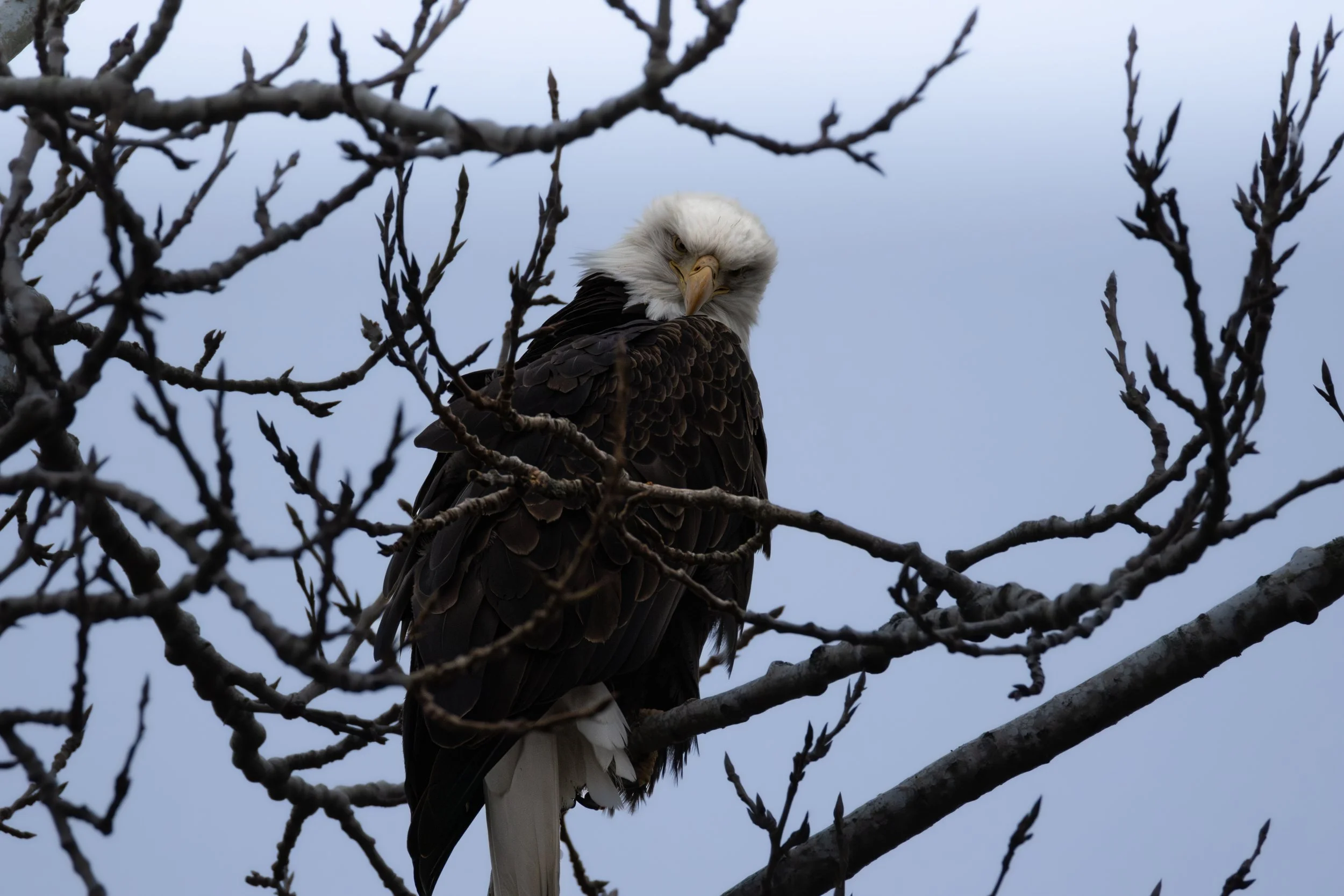A bald eagle perched on a leafless tree branch, with a serious expression and a light blue sky in the background.