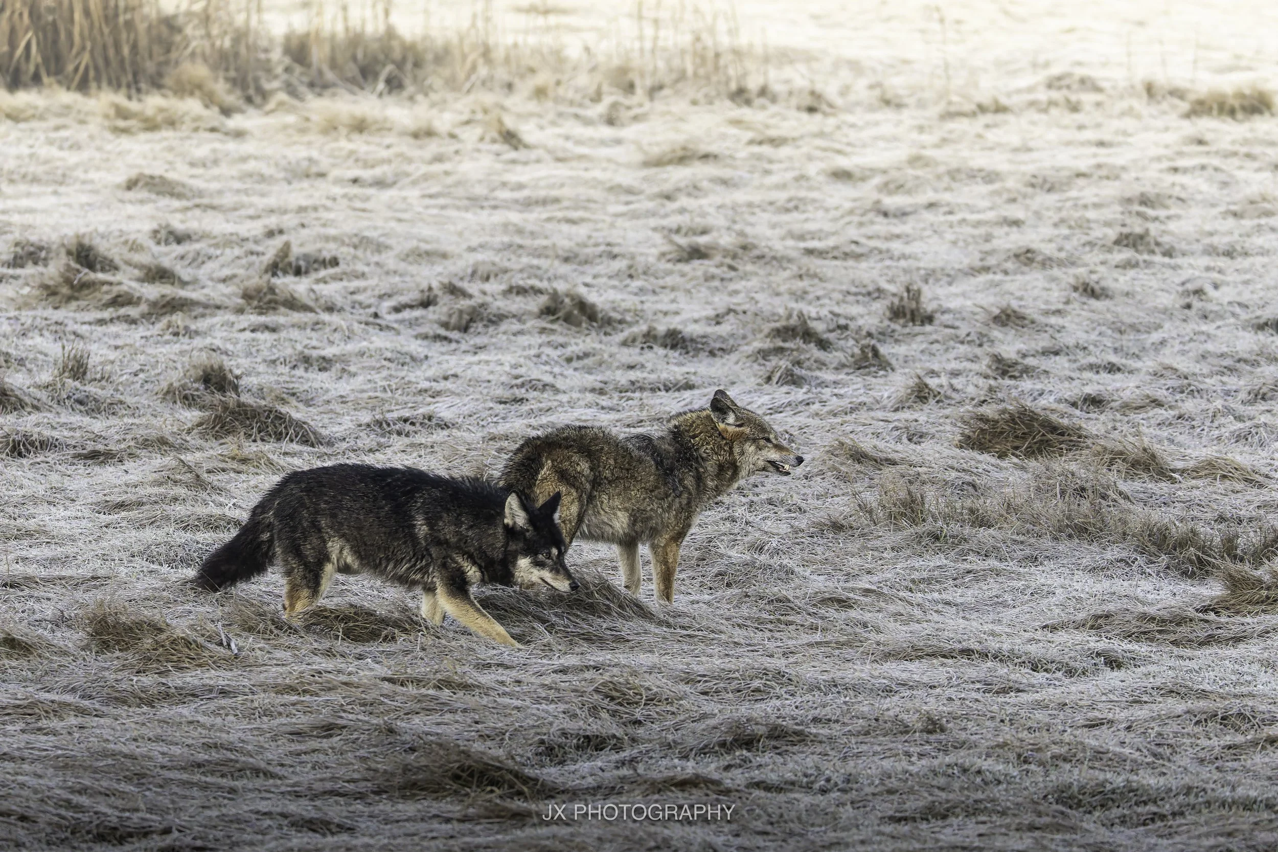 IMG_4839-DxO_DeepPRIME XD2s.jpg