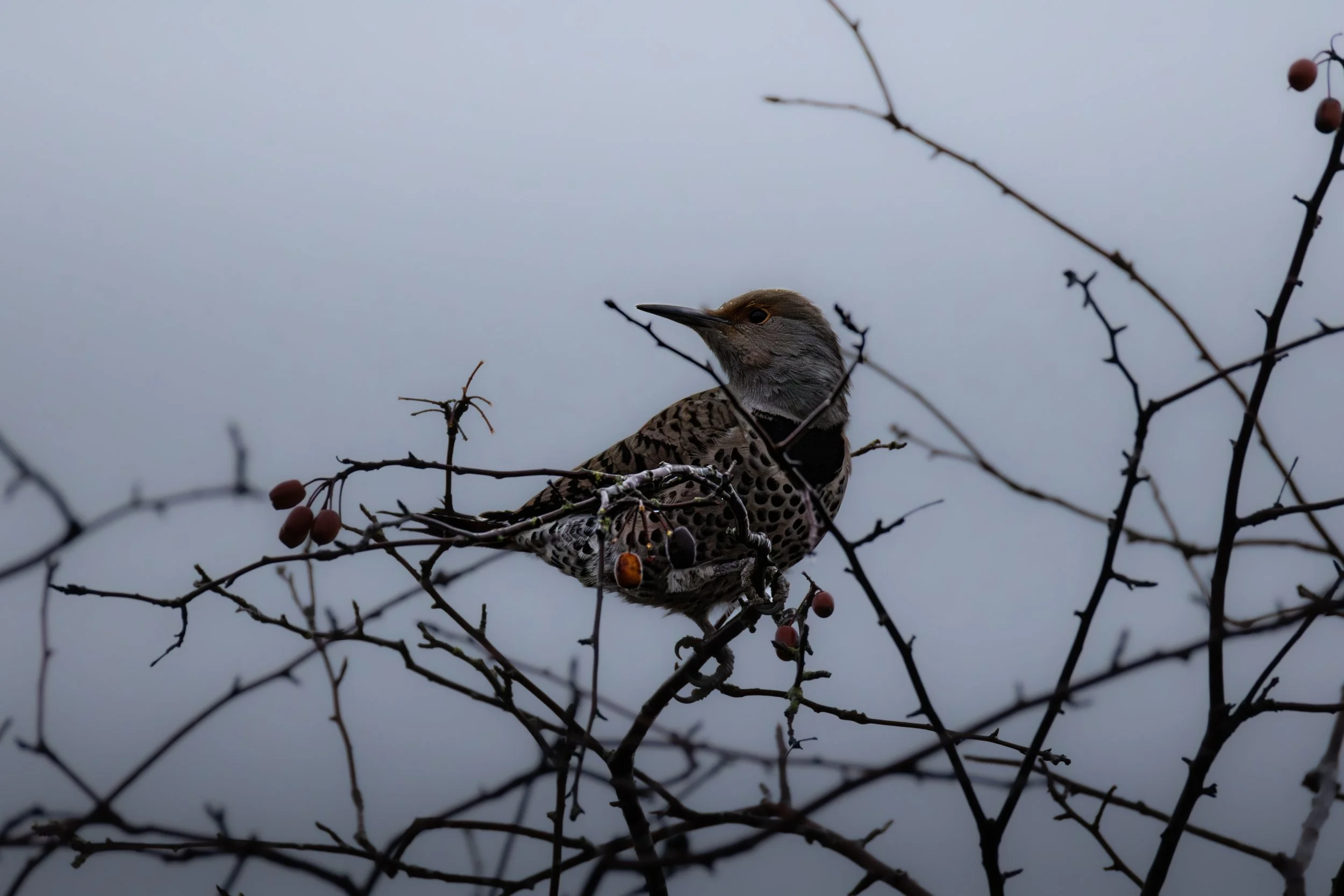 A bird perched on a bare, thorny branch with small, reddish berries against a gray sky.