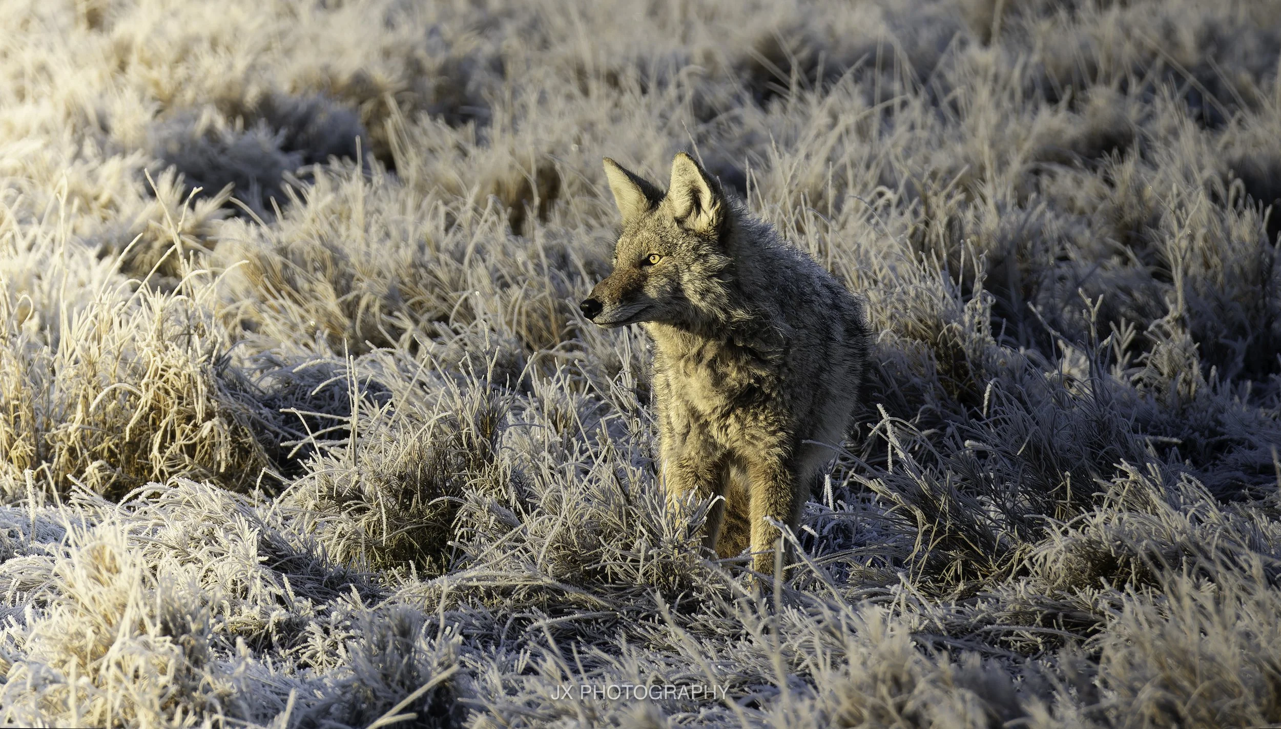 IMG_2657-DxO_DeepPRIME XD2s.jpg