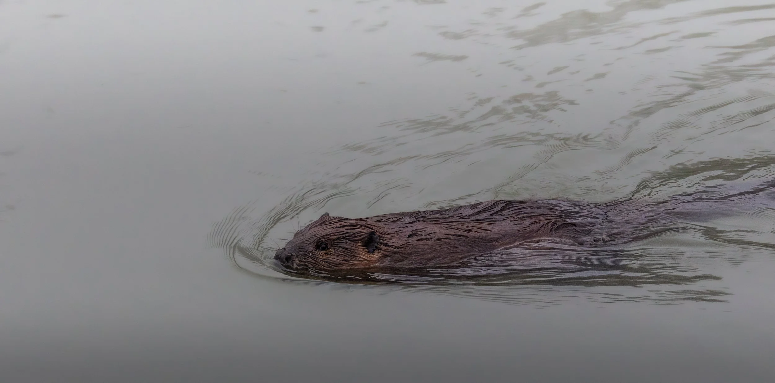 A beaver swimming in calm water
