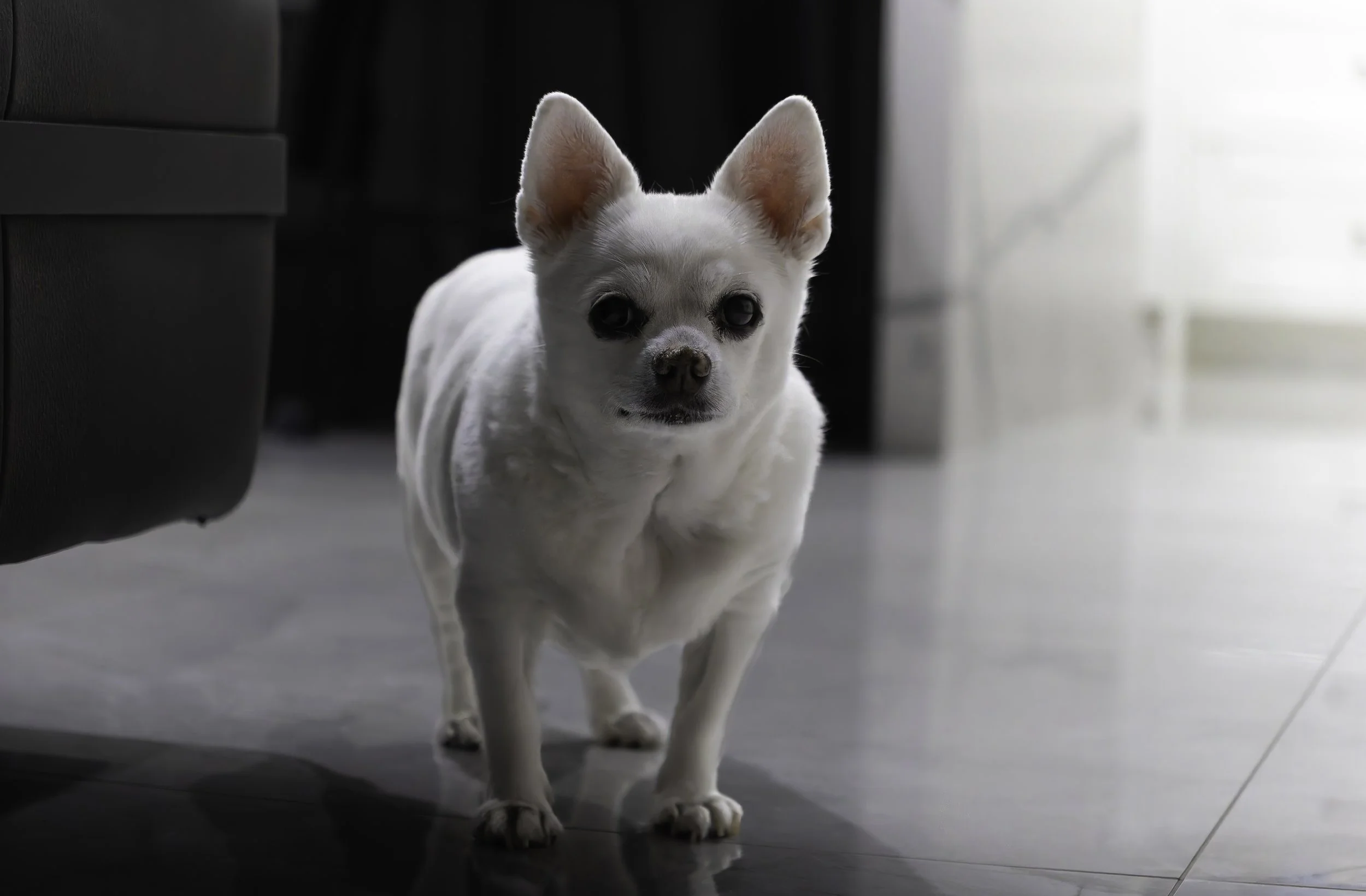 IMG_3826-DxO_DeepPRIME XD2s.jpg