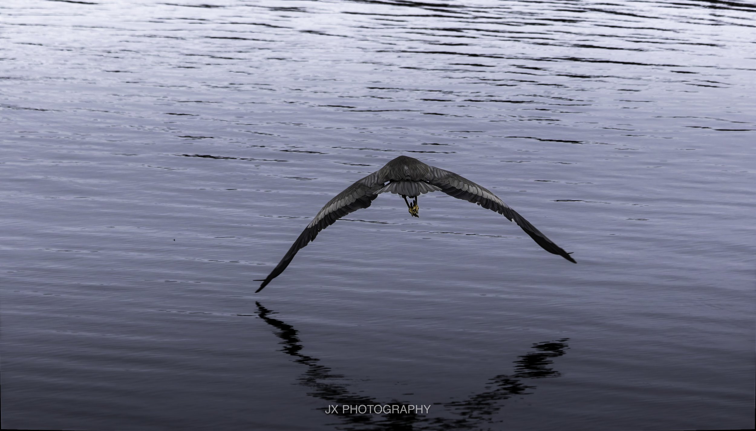 IMG_0847-DxO_DeepPRIME XD2s.jpg