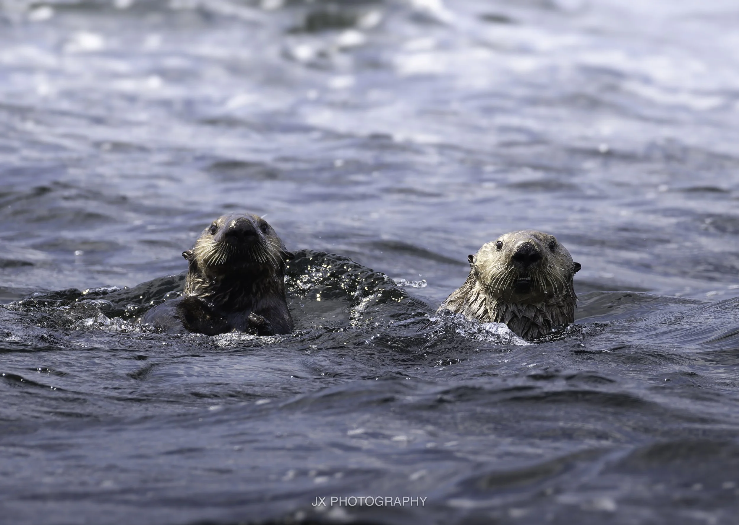 Sea Otters