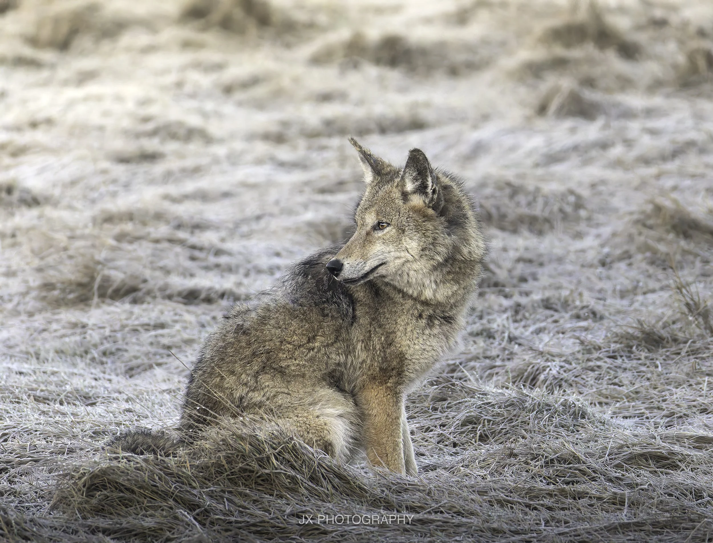 IMG_4874-DxO_DeepPRIME XD2s.jpg