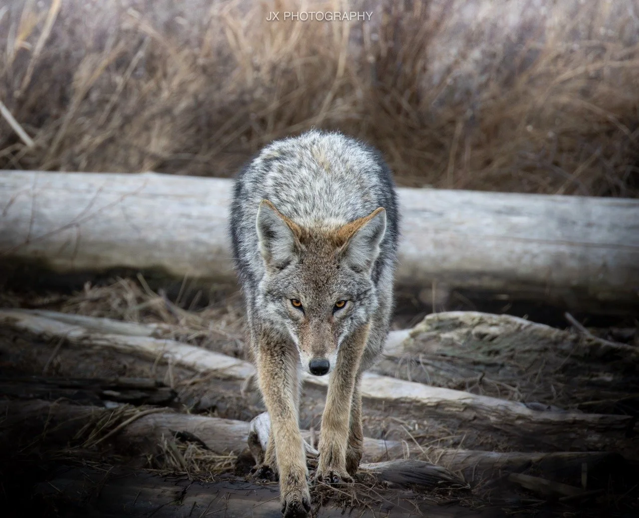 IMG_0348-Enhanced-NR Large.jpeg