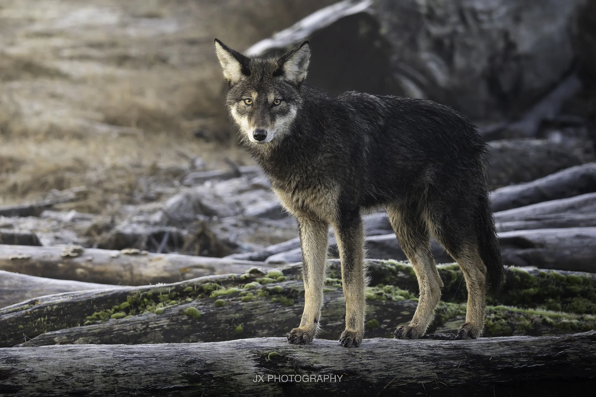 IMG_5273-DxO_DeepPRIME XD2s.jpg