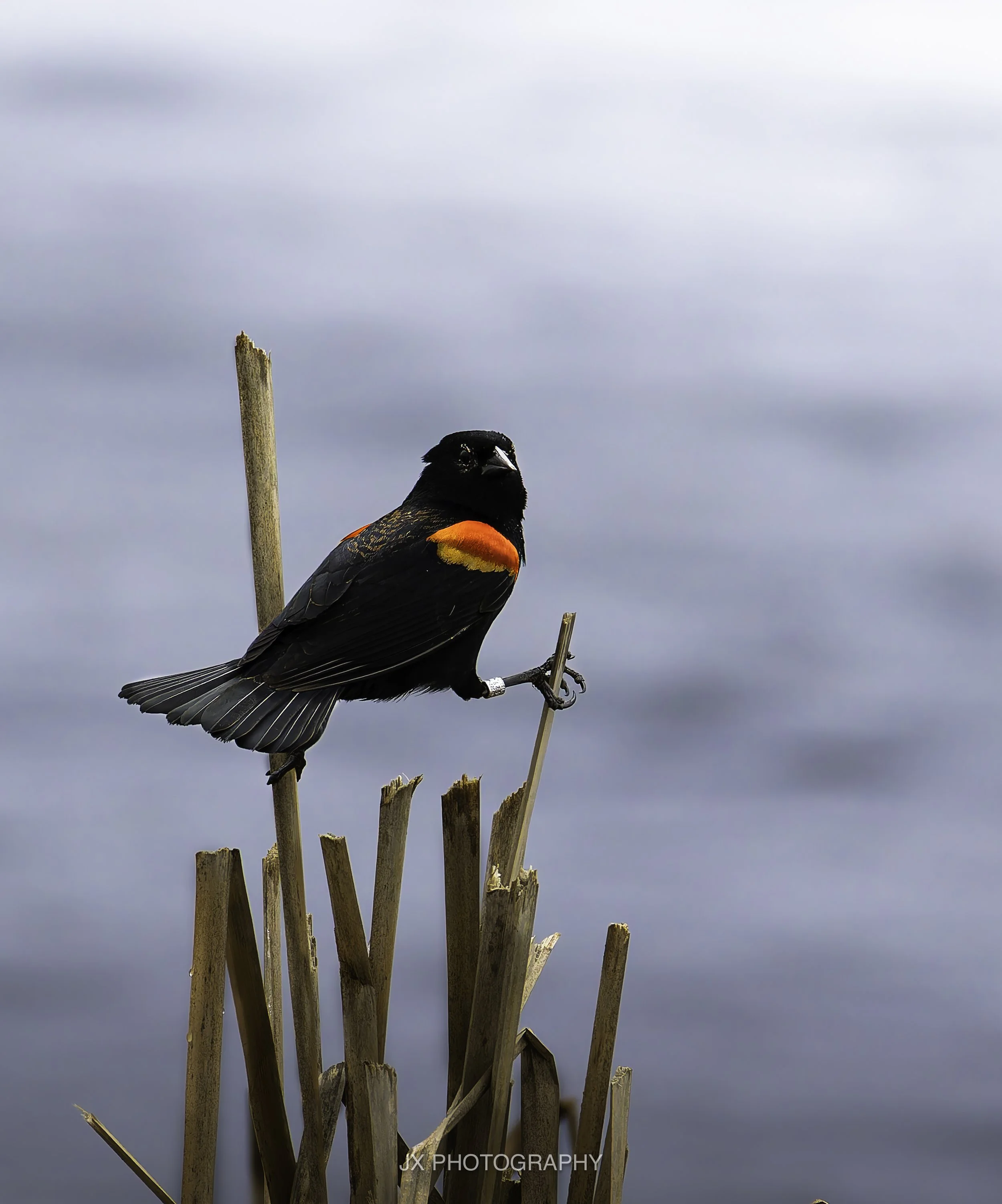 IMG_1086-DxO_DeepPRIME XD2s.jpg