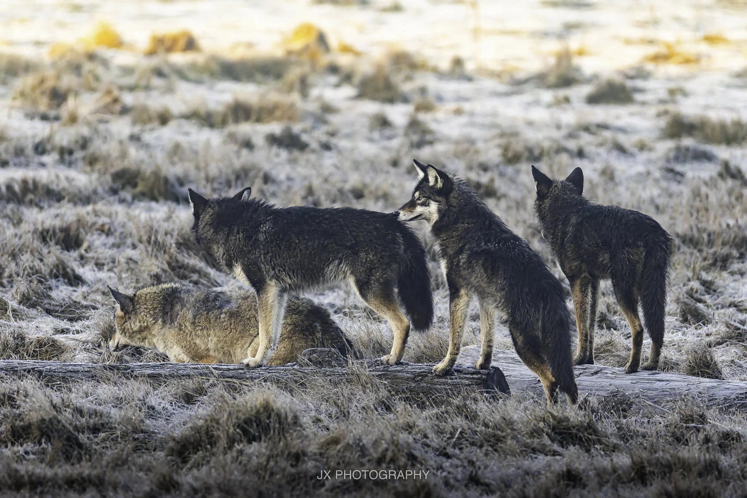 IMG_5049-DxO_DeepPRIME XD2s.jpg