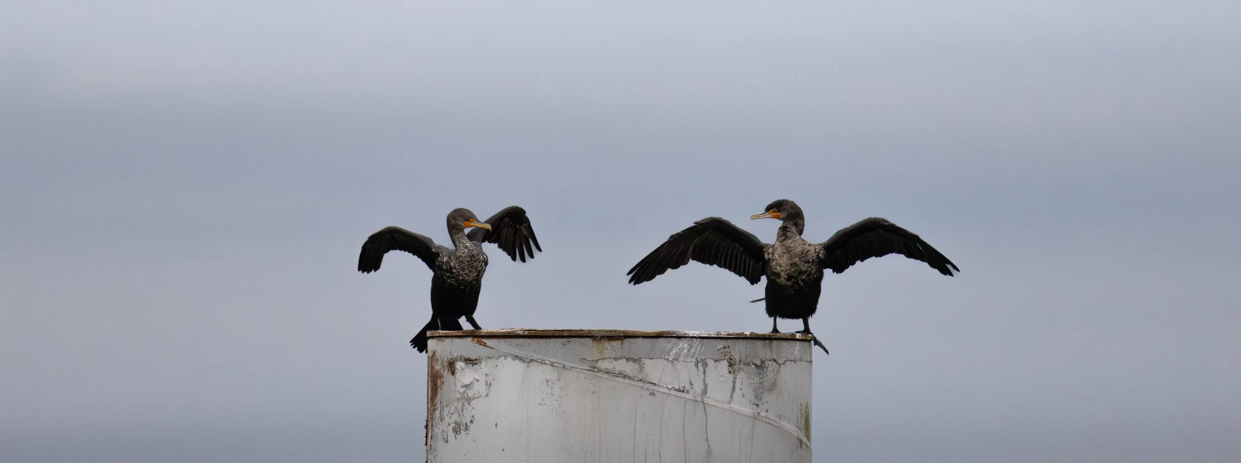 Two black cormorants perched on a white, weathered pipe under a cloudy sky, with wings outstretched.