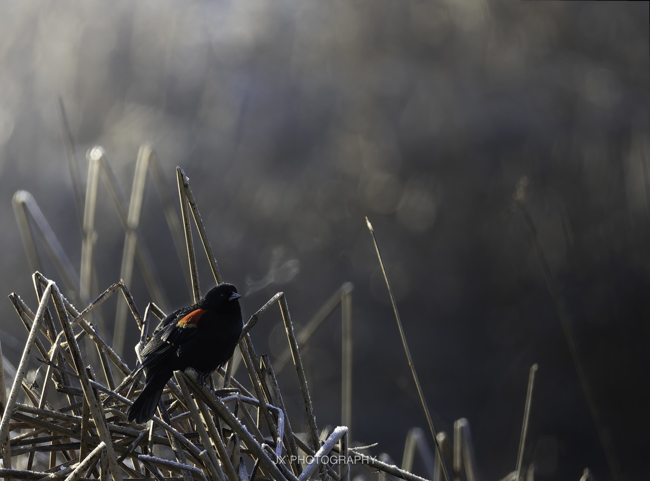 IMG_2229-DxO_DeepPRIME XD2s.jpg