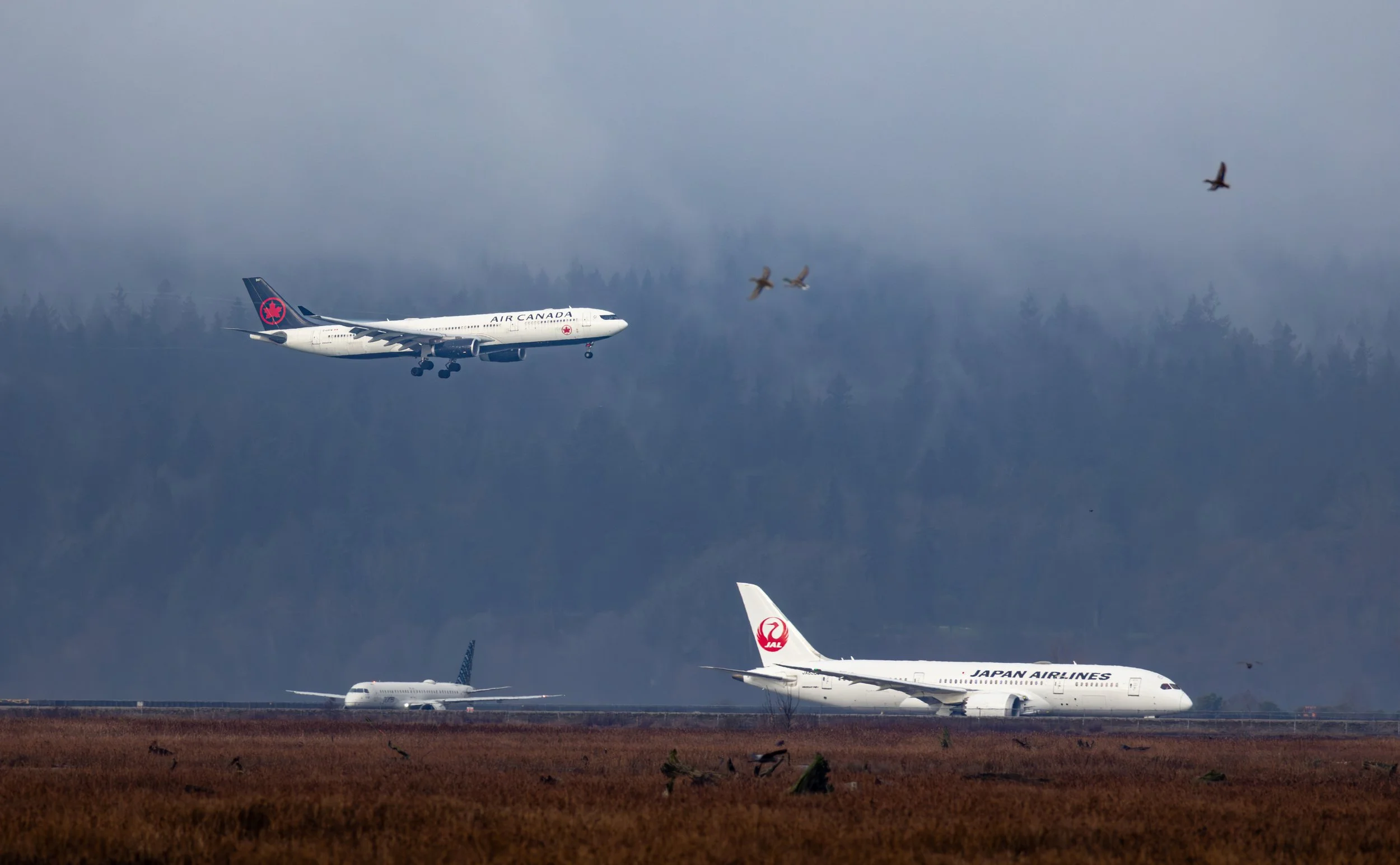 Multiple airplanes on a runway with a forested mountain range in the background and birds flying overhead.