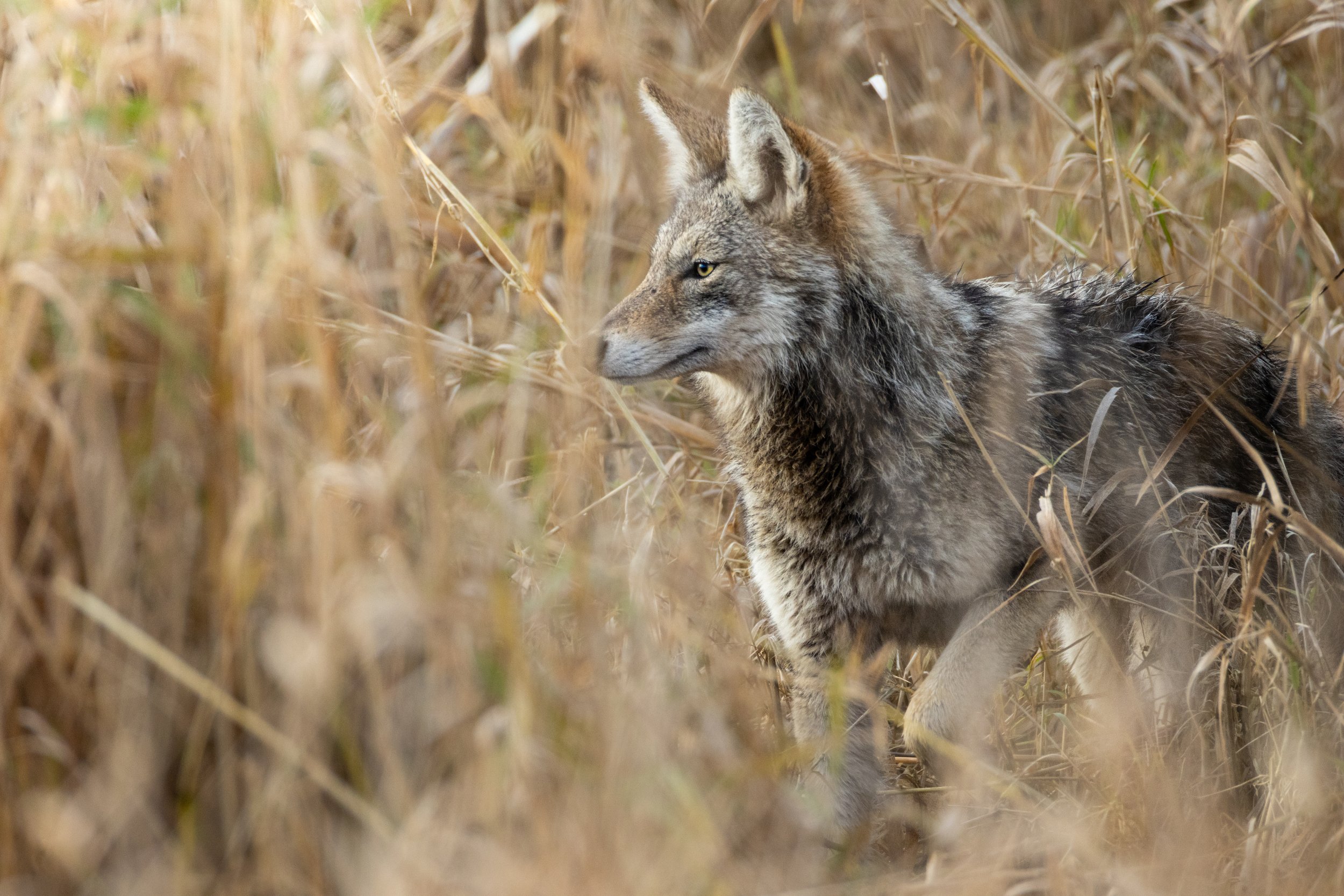 A coyote in a field of dry, tall grass.