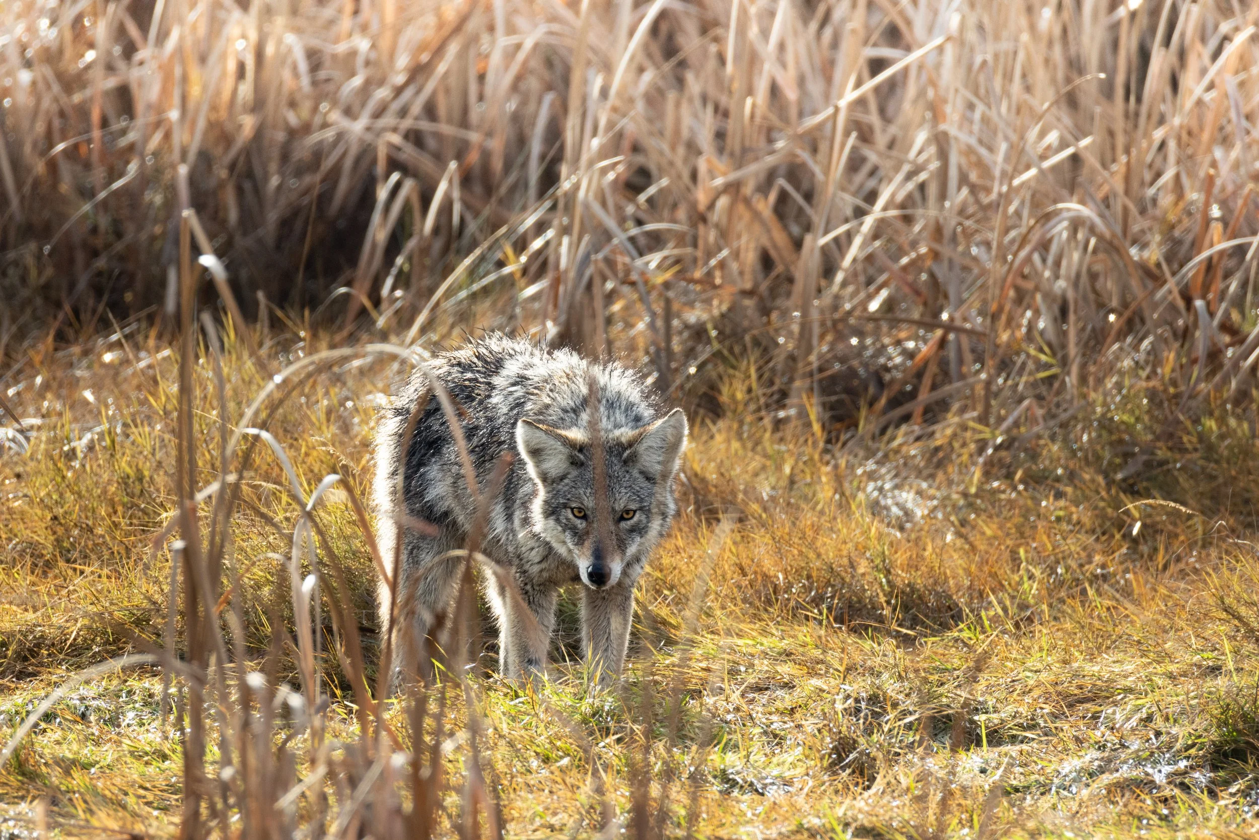 A wolf walking through a grassy field with tall, dry vegetation in the background, during daytime.