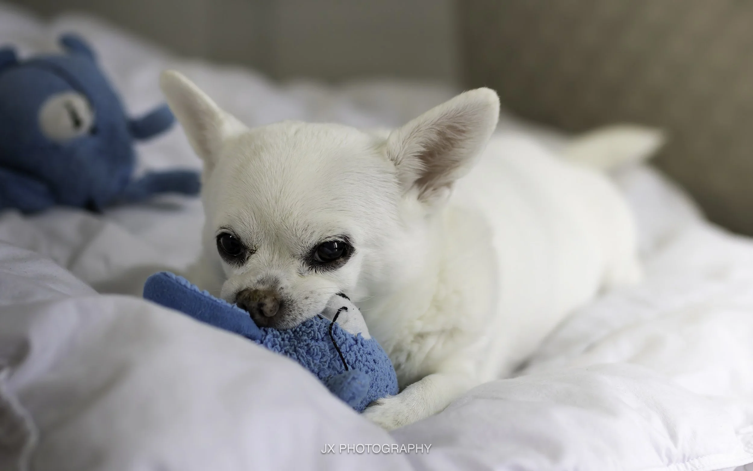 IMG_3978-DxO_DeepPRIME XD2s.jpg