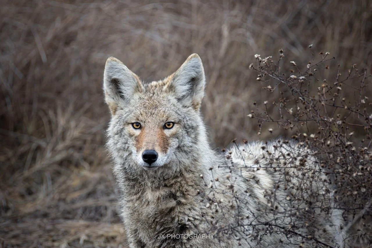 IMG_0437-Enhanced-NR Large.jpeg