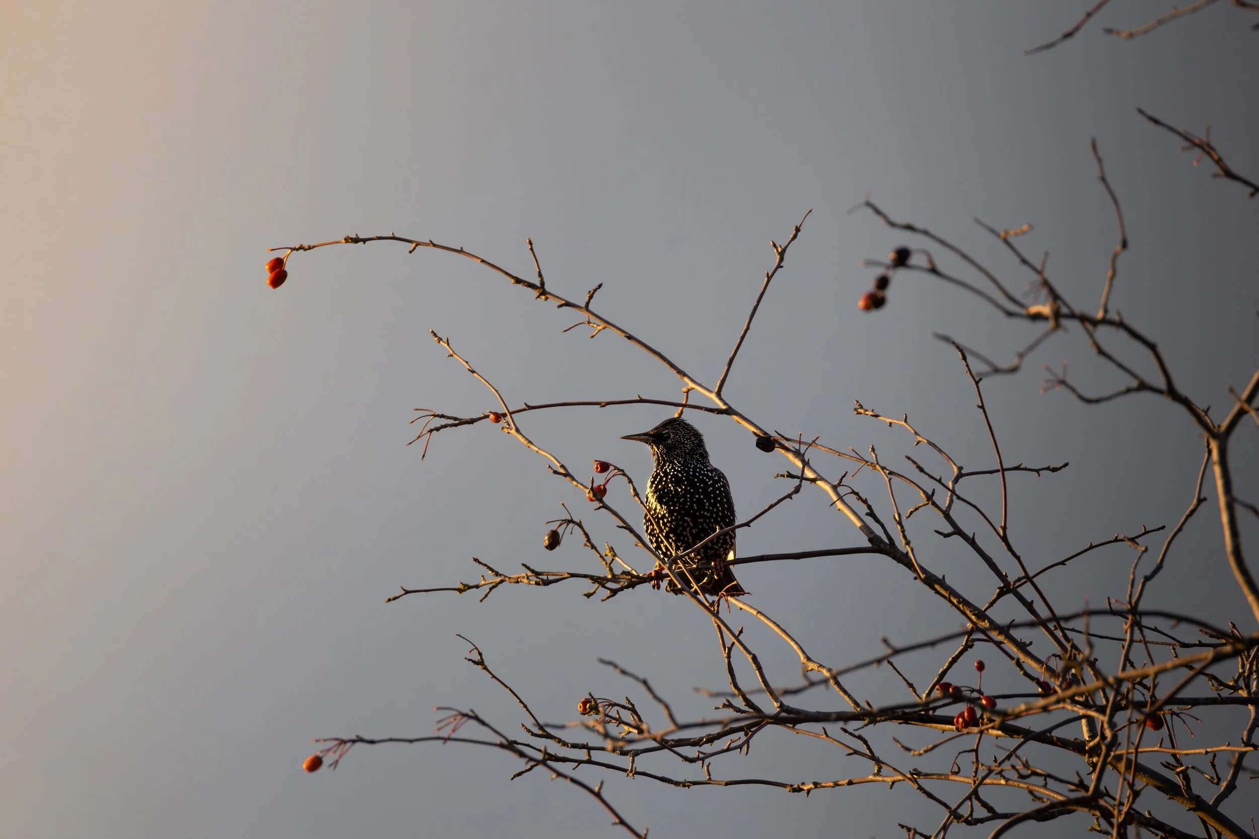 A speckled black and white bird perched on a bare branch with small red berries, against a cloudy sky background.