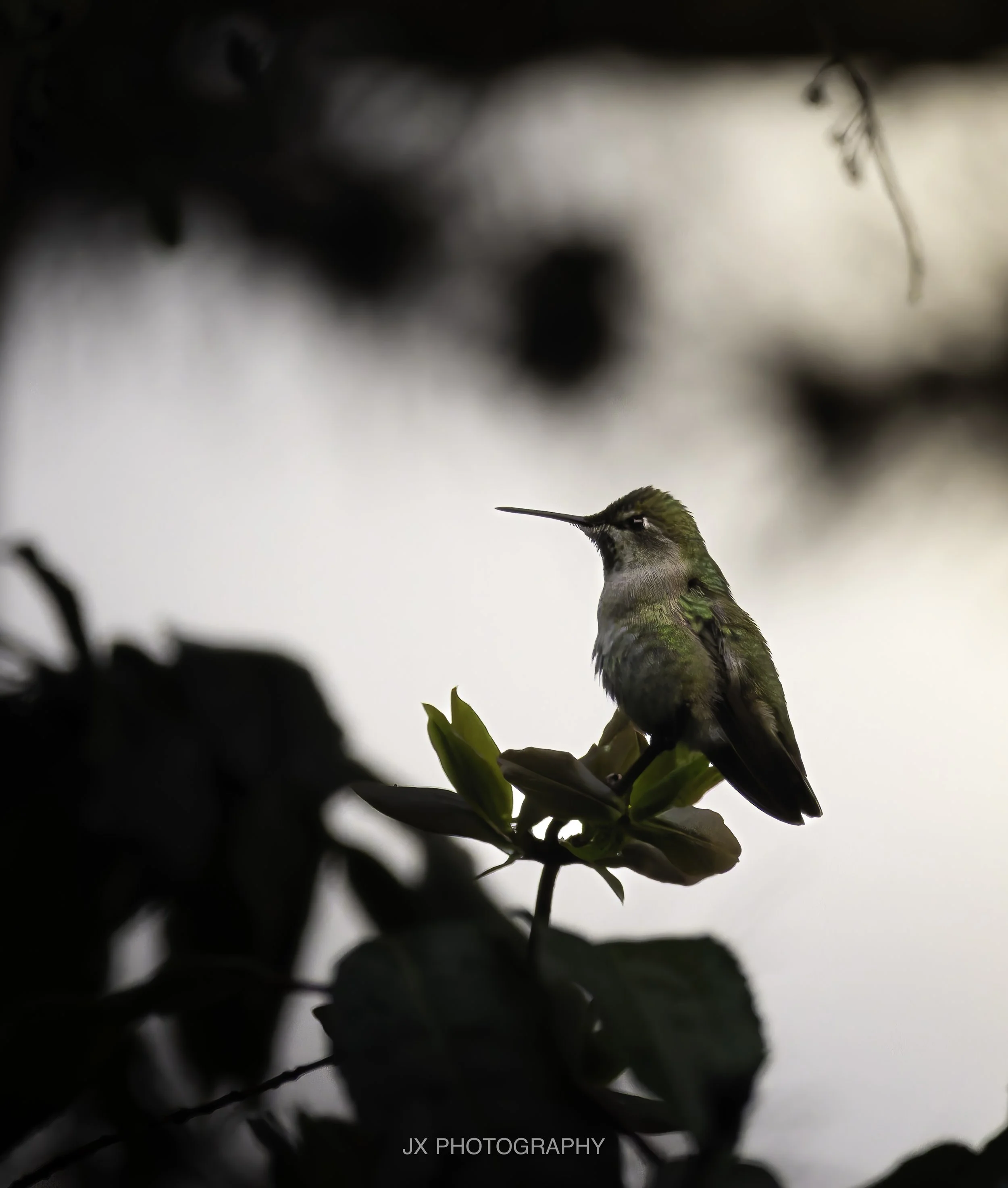 IMG_5873-DxO_DeepPRIME XD2s.jpg