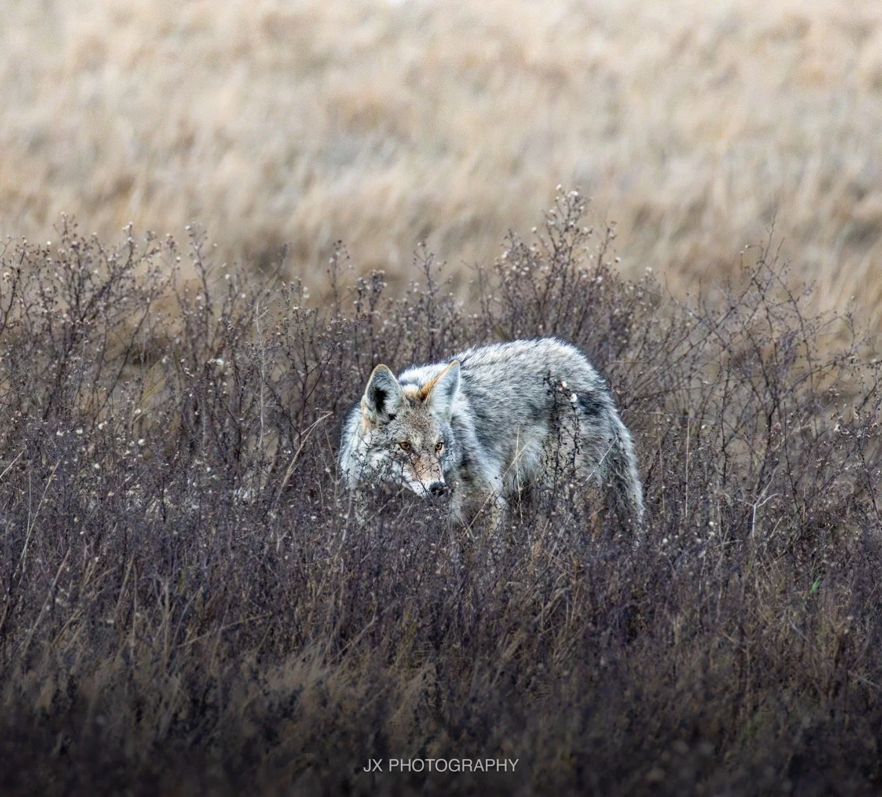 IMG_0183-Enhanced-NR Large.jpeg