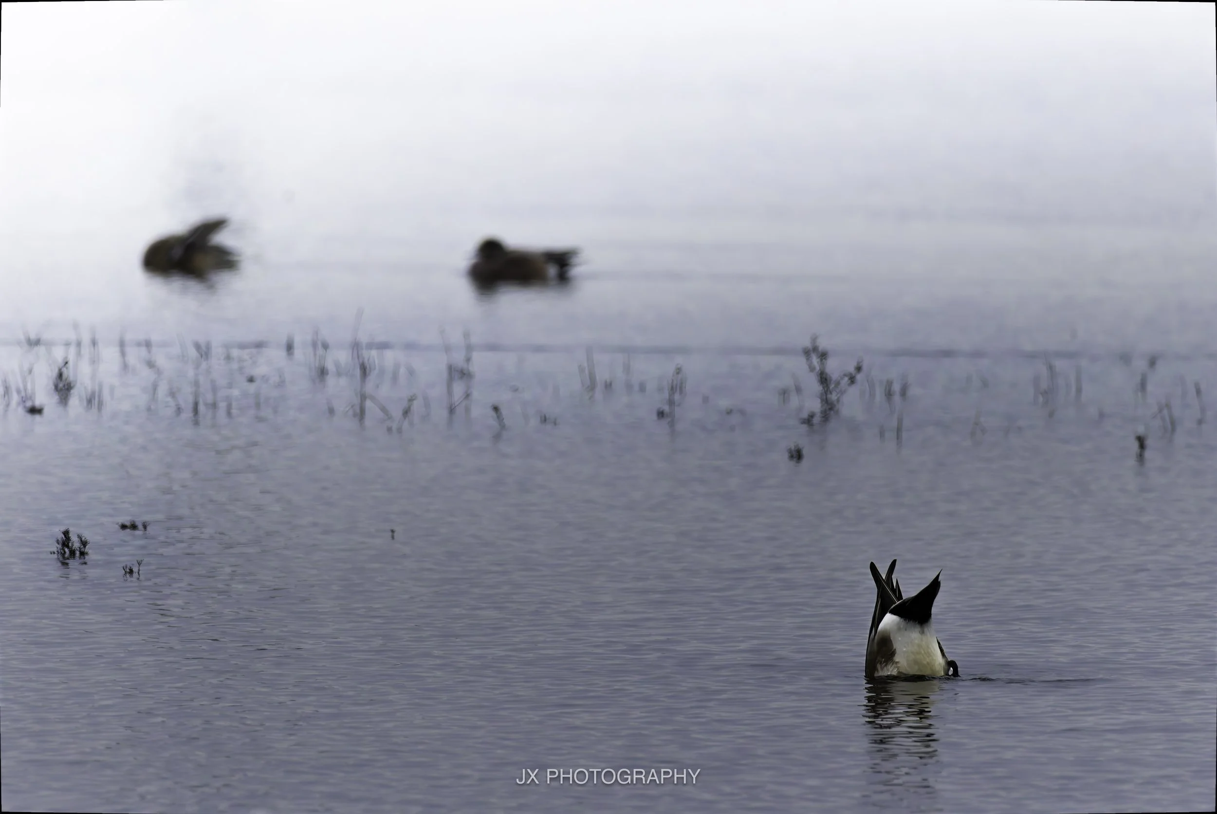 IMG_0827-DxO_DeepPRIME XD2s.jpg