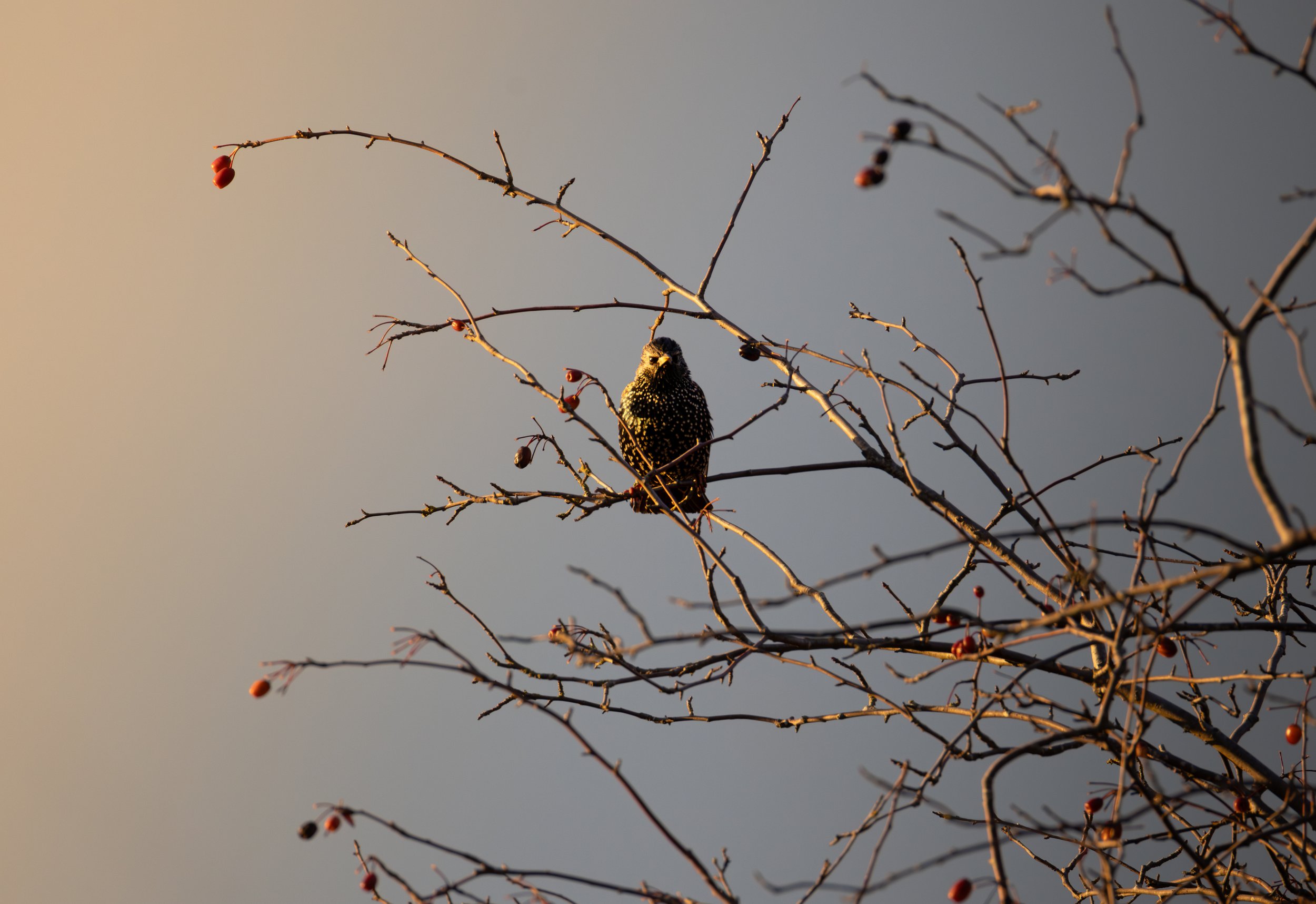 A small bird perched on the branch of a leafless tree with tiny red berries, set against a gradient sky background.
