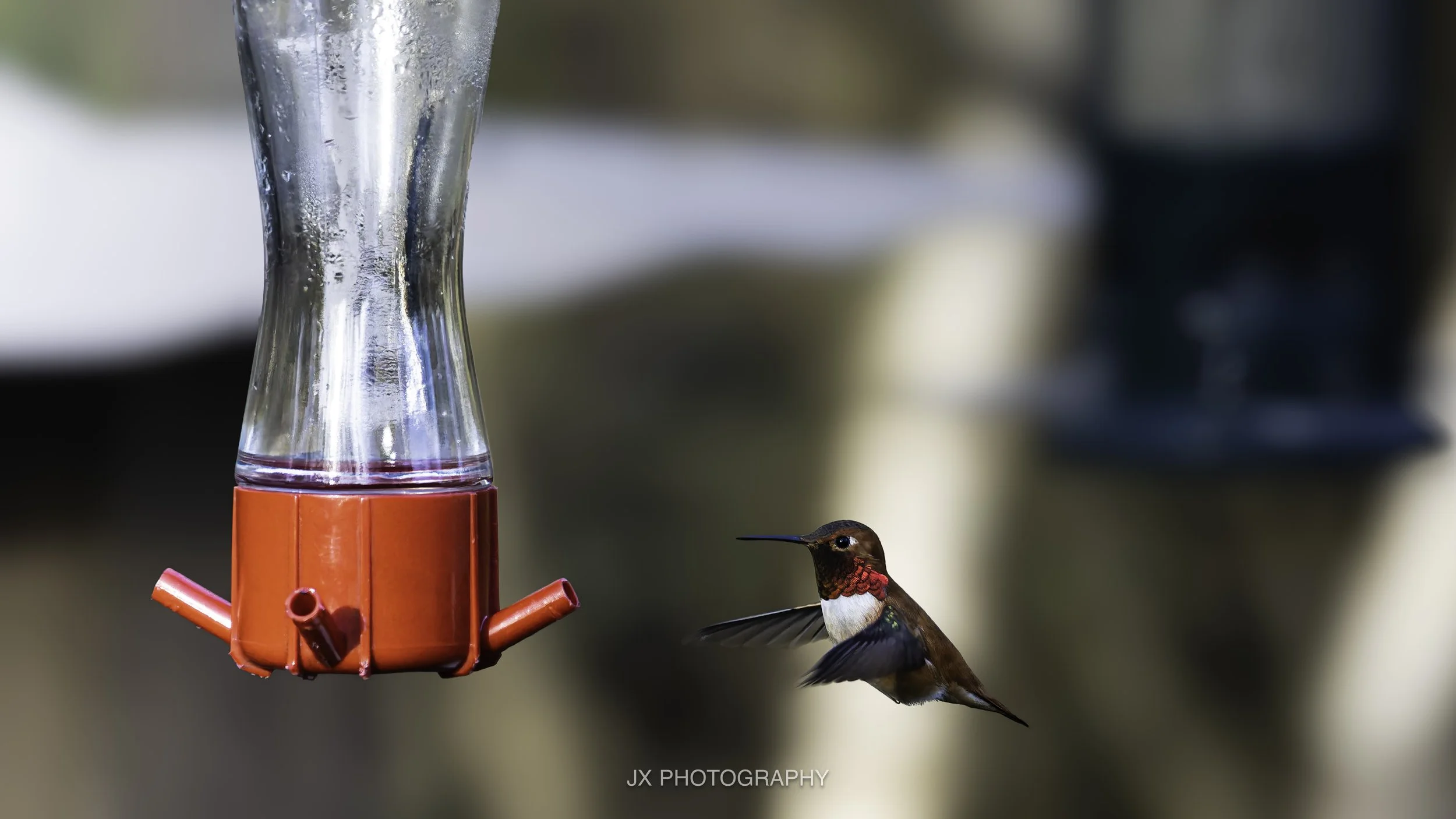 IMG_8460-DxO_DeepPRIME XD2s.jpg