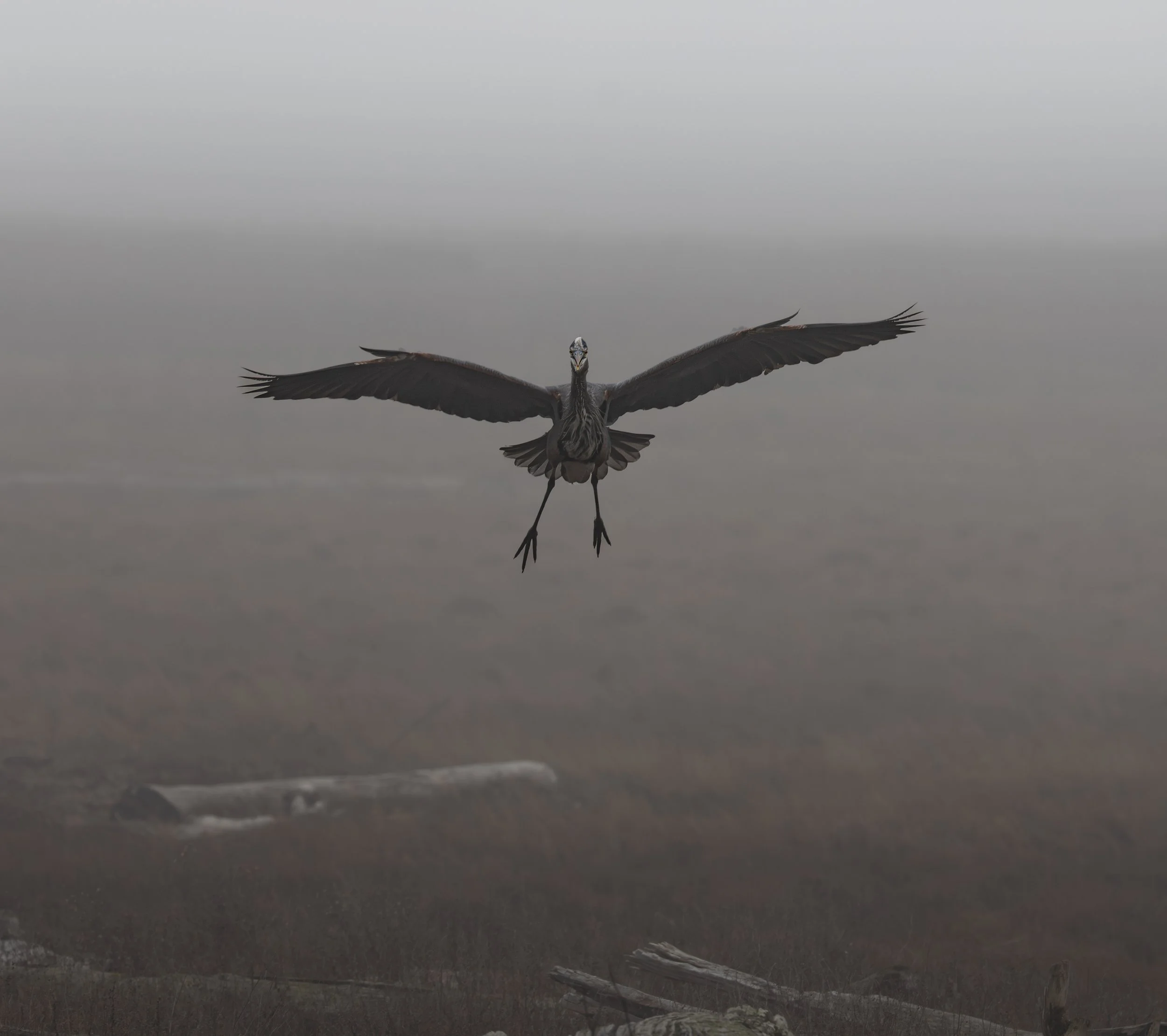 A heron flying in a foggy landscape with a flat, open area and scattered logs or debris on the ground.