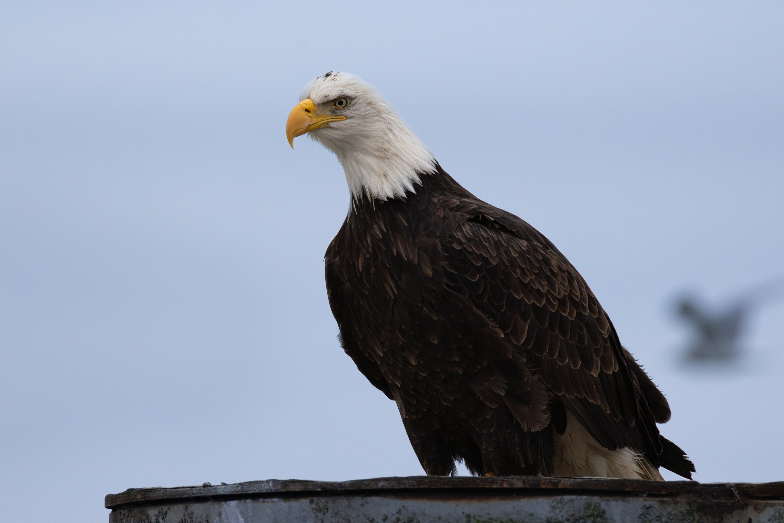 A bald eagle with a white head and brown body perched on a surface against a light blue sky background.