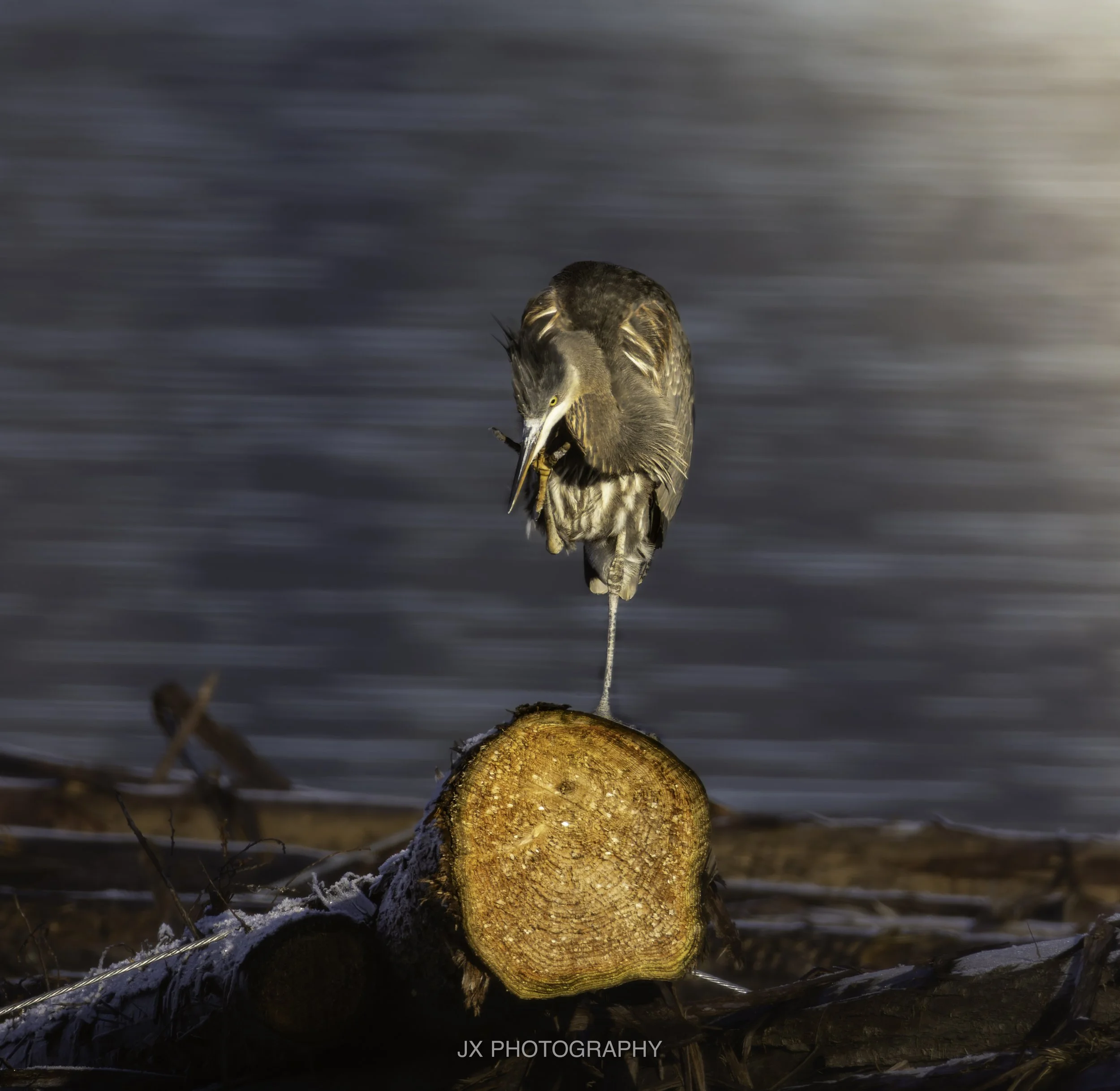 IMG_2245-DxO_DeepPRIME XD2s.jpg