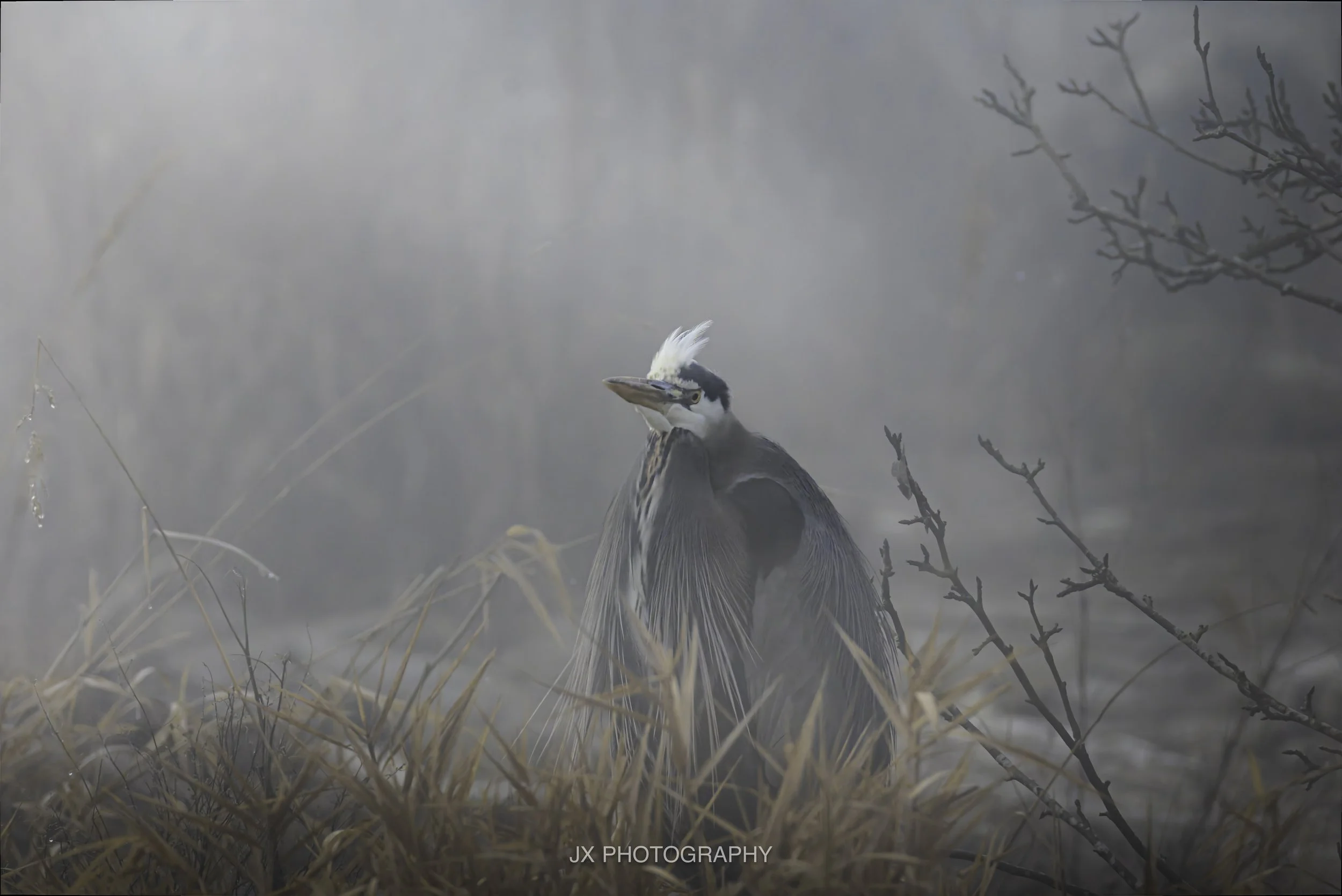 IMG_2099-DxO_DeepPRIME 3.jpg