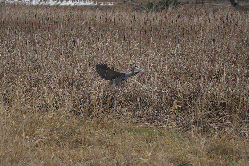 Nature’s incredible