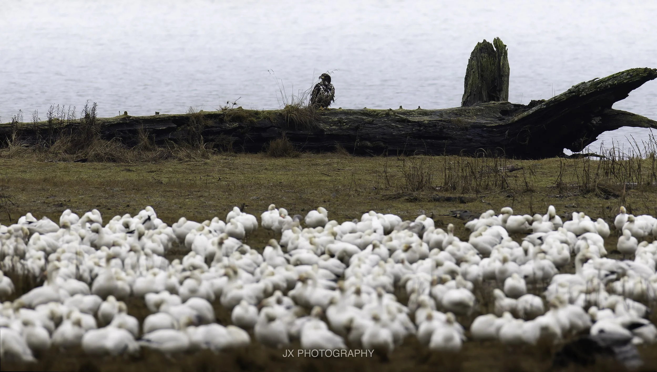 IMG_3573-DxO_DeepPRIME XD2s.jpg