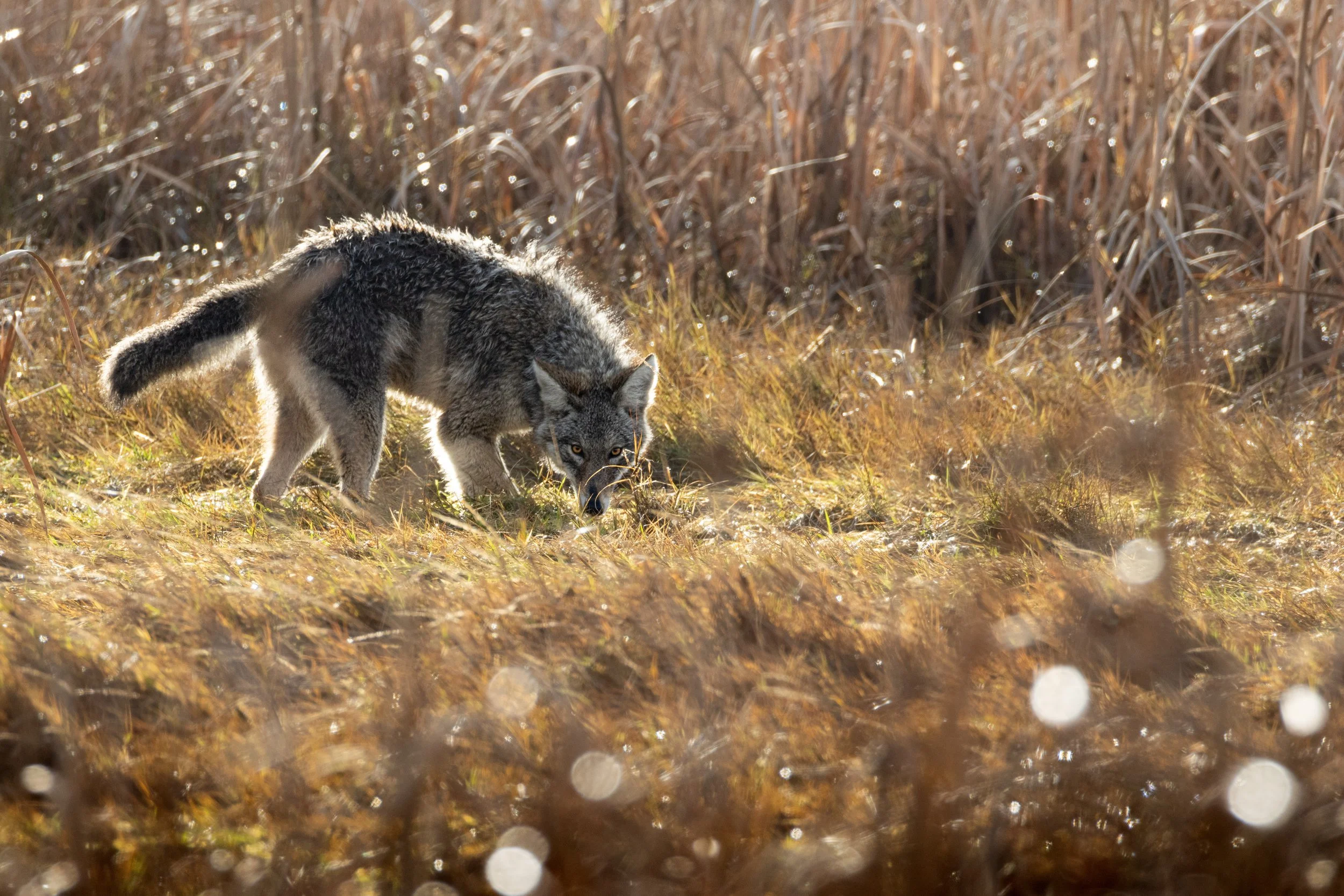 A wolf in a field of dry grass and tall plants, with sunlight reflecting off the vegetation.