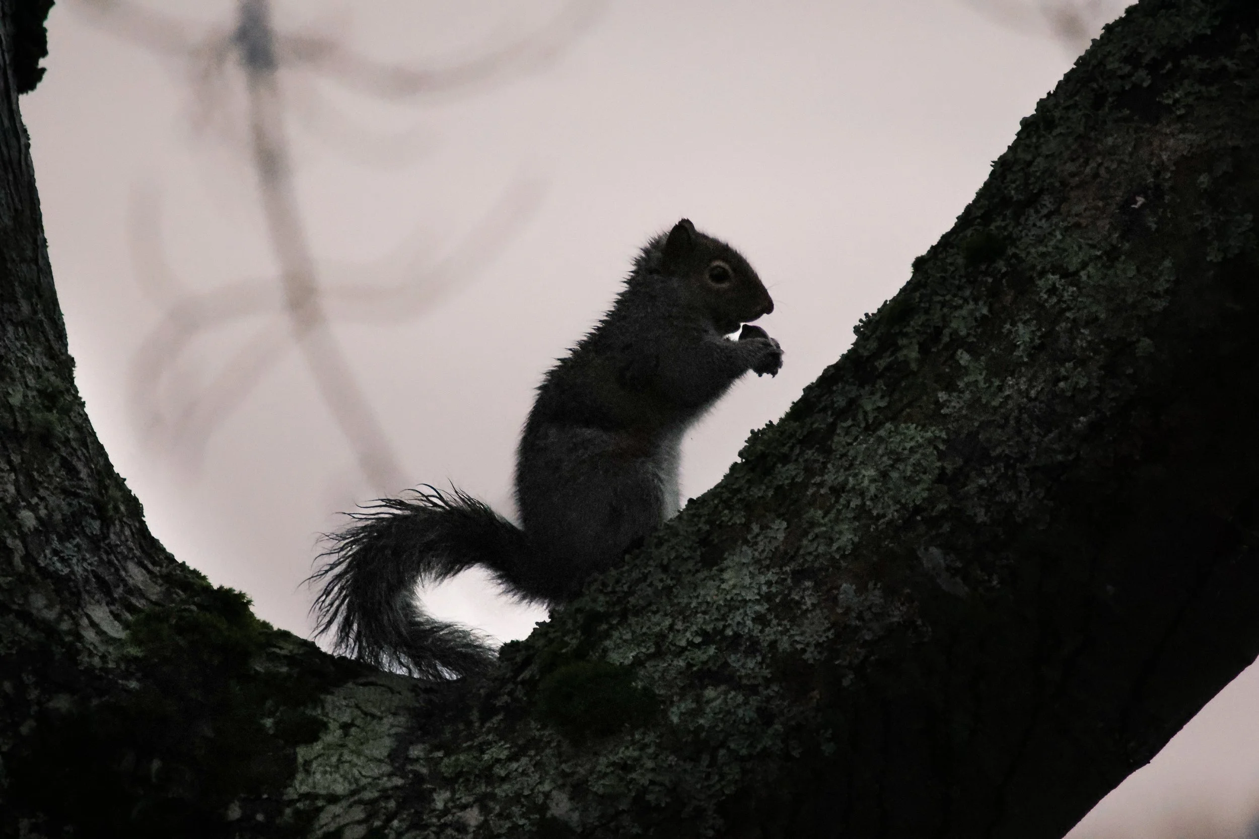 A small black squirrel with a bushy tail perched on a tree branch, holding and eating something with its front paws.