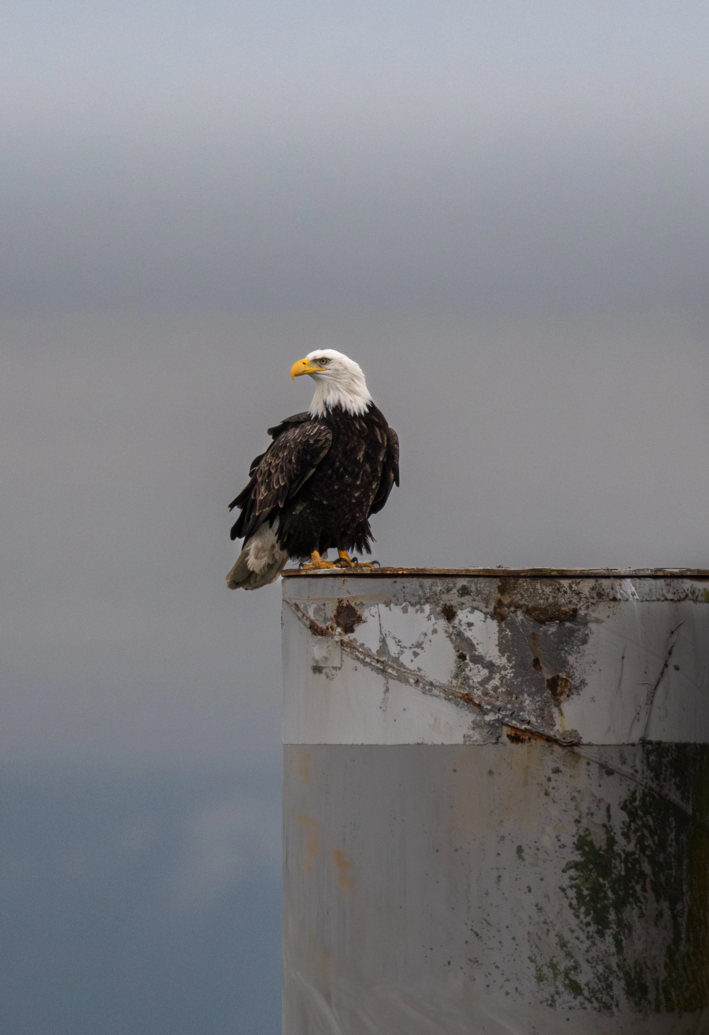 A bald eagle perched on the edge of a weathered, rusted metal surface against a cloudy sky.