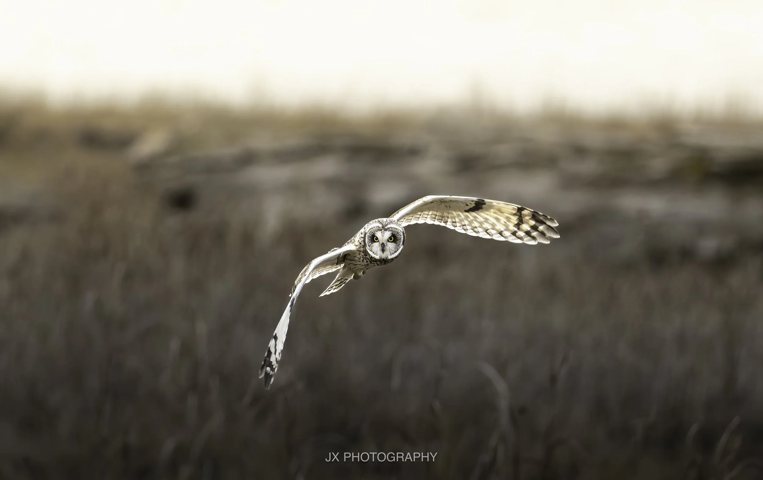 IMG_6243-DxO_DeepPRIME XD2s.jpg