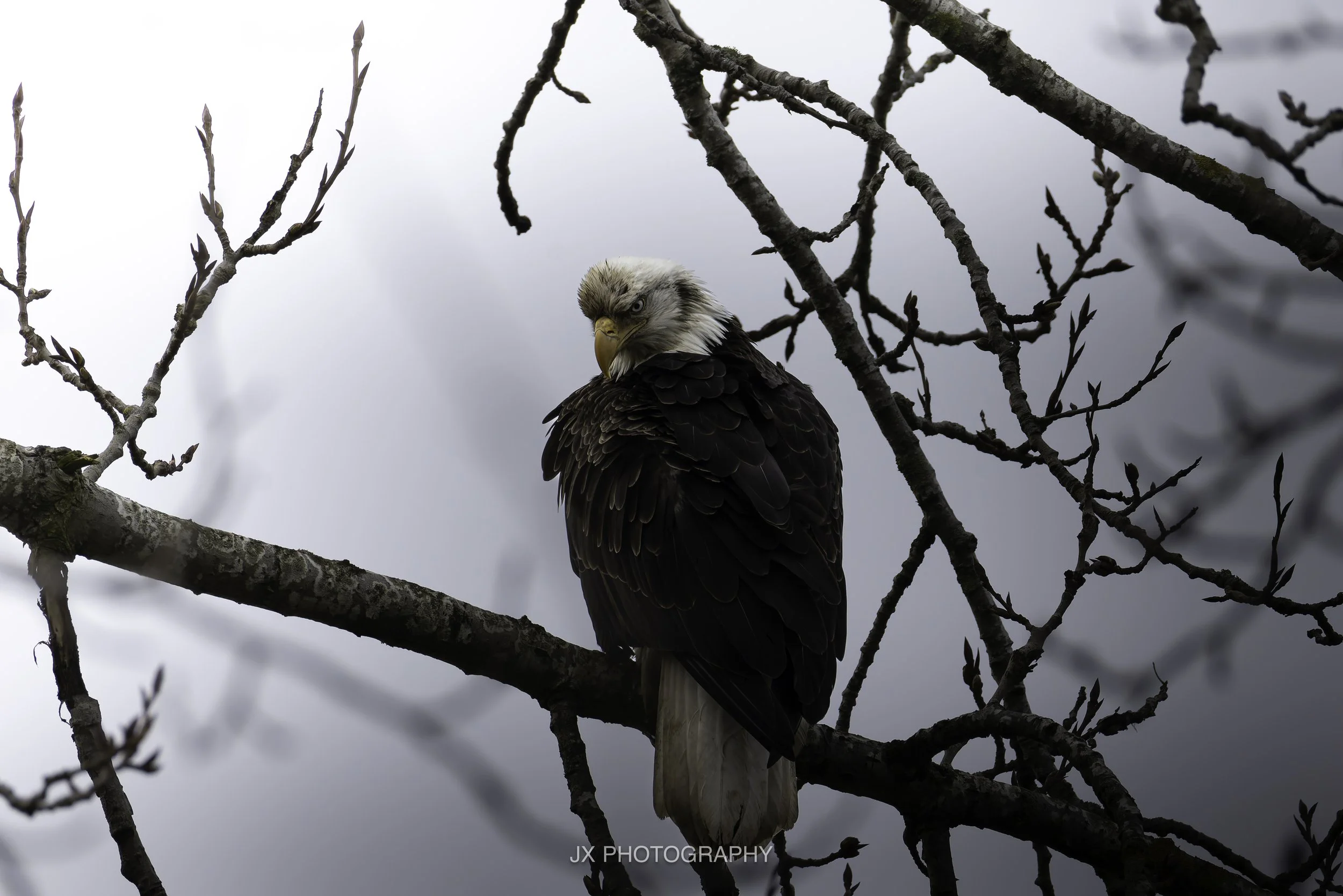 IMG_8143-DxO_DeepPRIME XD2s.jpg