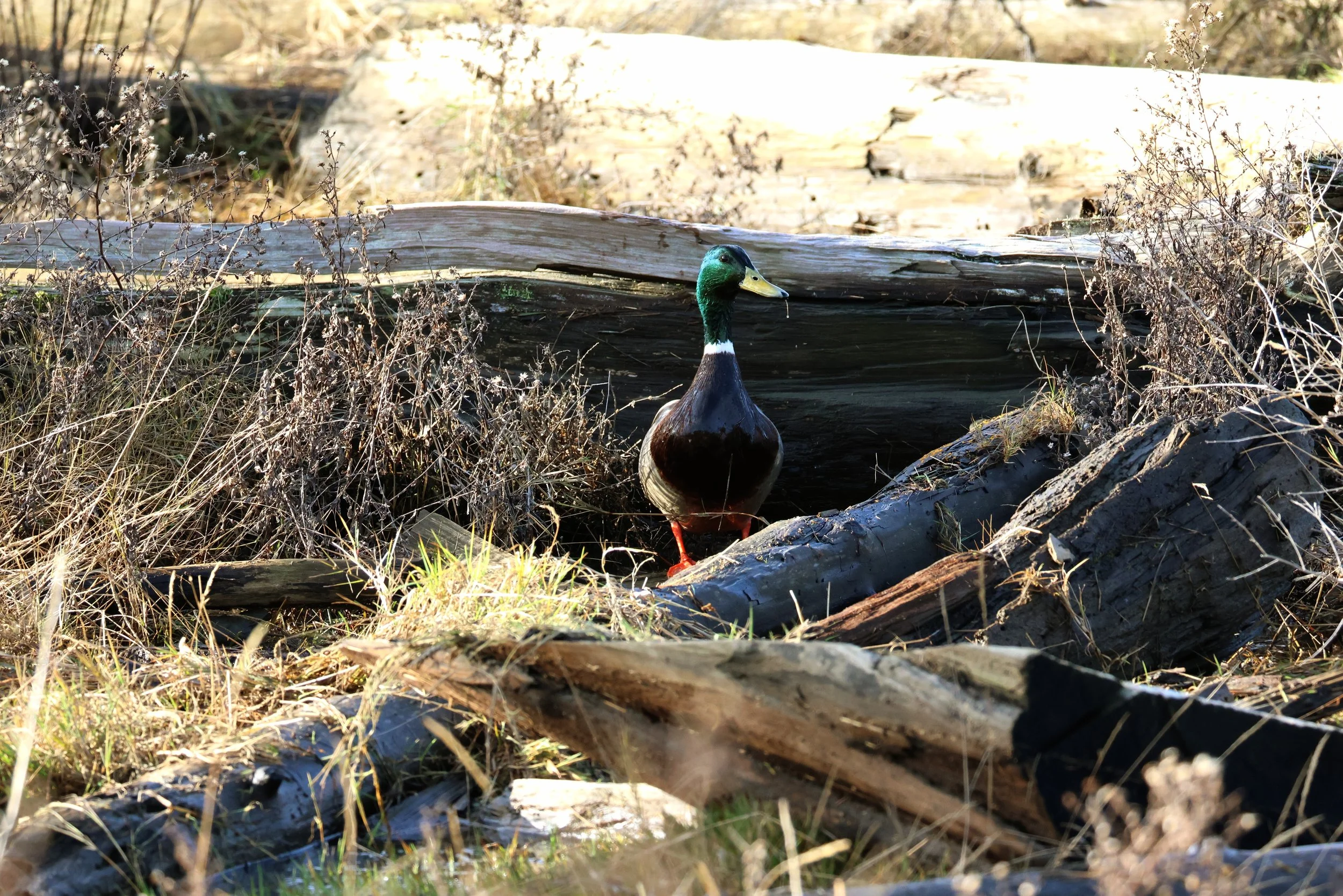 Duck at the Dyke