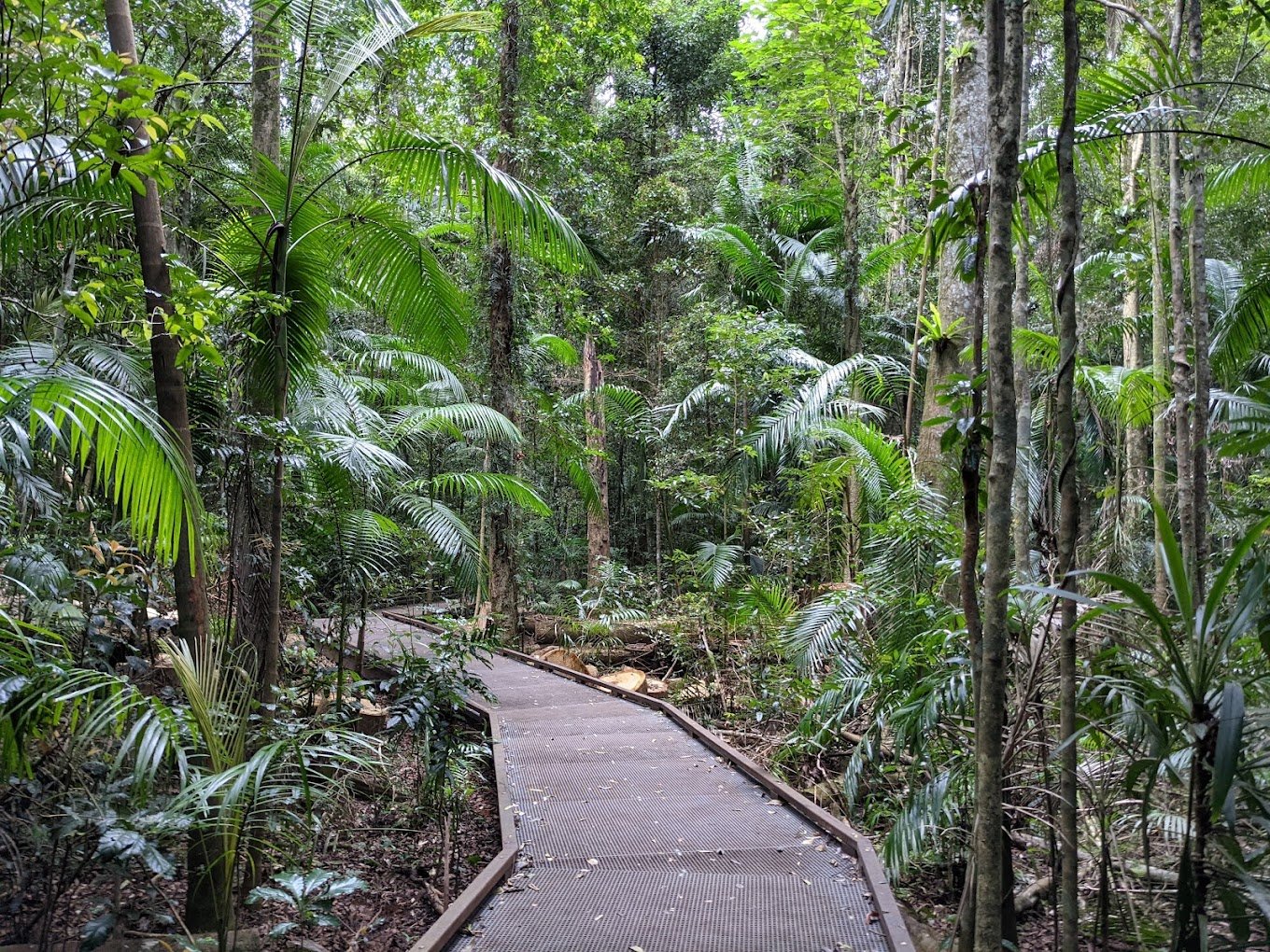 A curving metal pathway winding through a dense tropical rainforest with tall trees and lush green foliage.