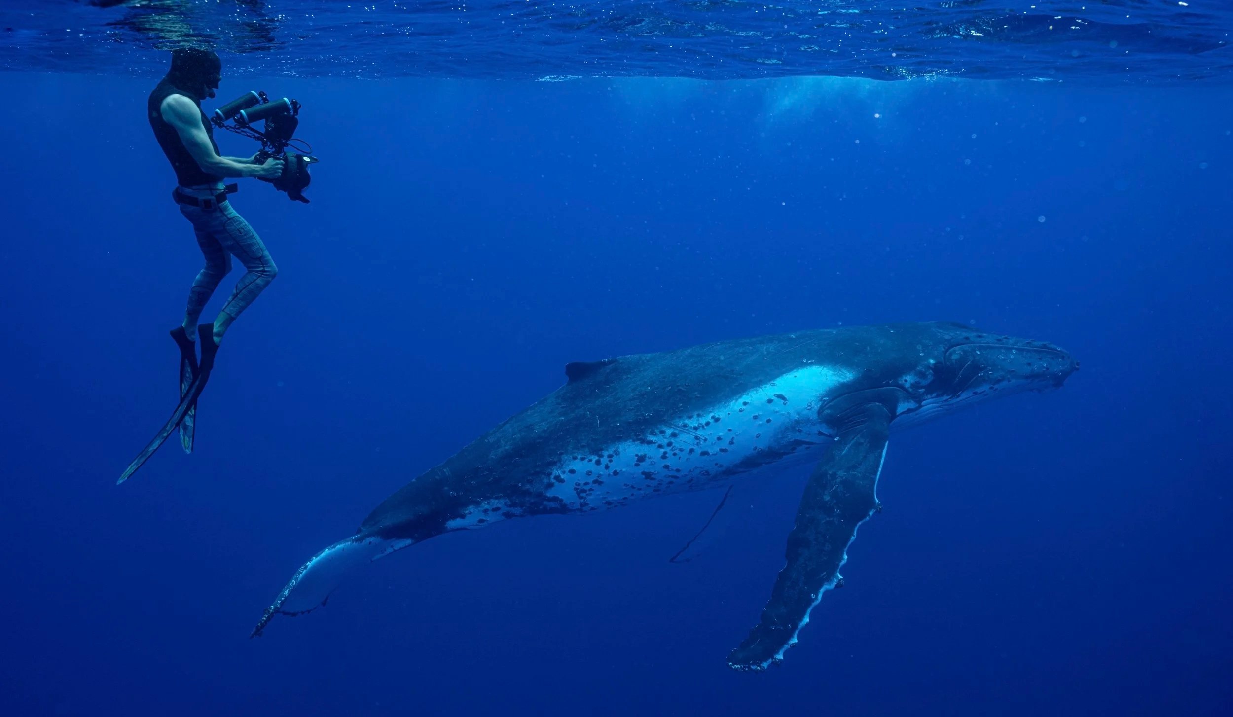 A person scuba diving underwater holds a camera while observing a large whale shark.
